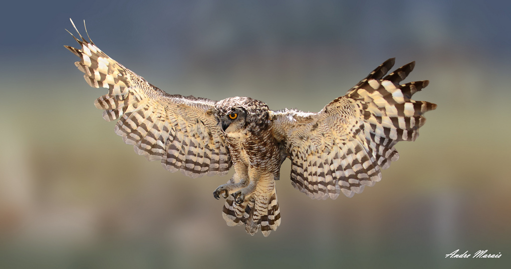 Spotted Eagle Owl © Andre Marais