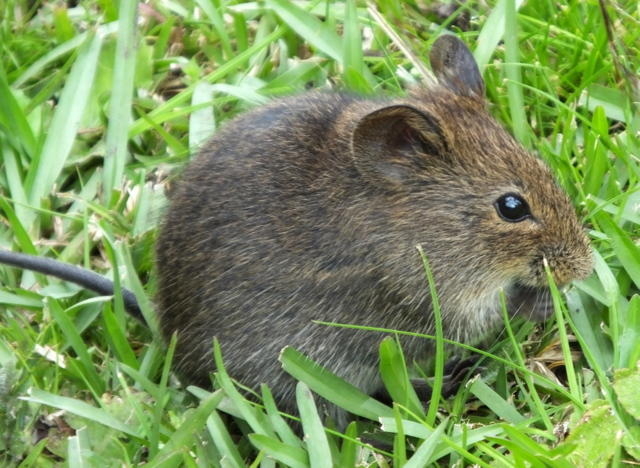 Otomys irroratus. Photo by Colin Ralston