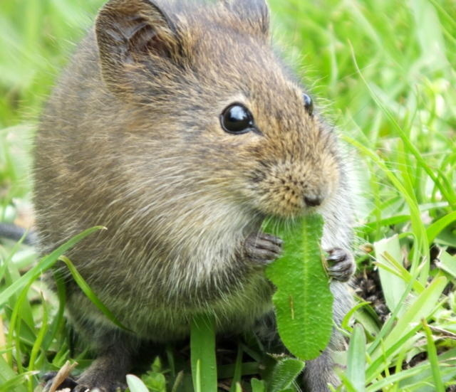 Otomys irroratus eating a dandelion leaf. Photo by Colin Ralston