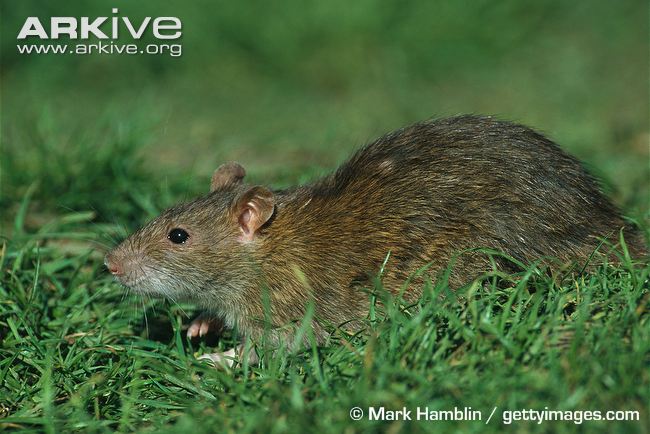 Rattus norvegicus. Photo by Mark Hamblin