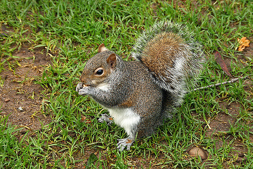 Sciurus carolinensis. Photo by Alex Bond-Smith