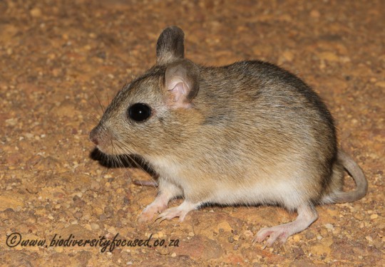 Gerbilliscus afra. Photo by Cliff & Suretha Dorse