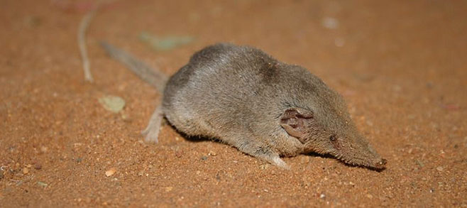 Crocidura cyanea. Photo by Cliff & Suretha Dorse