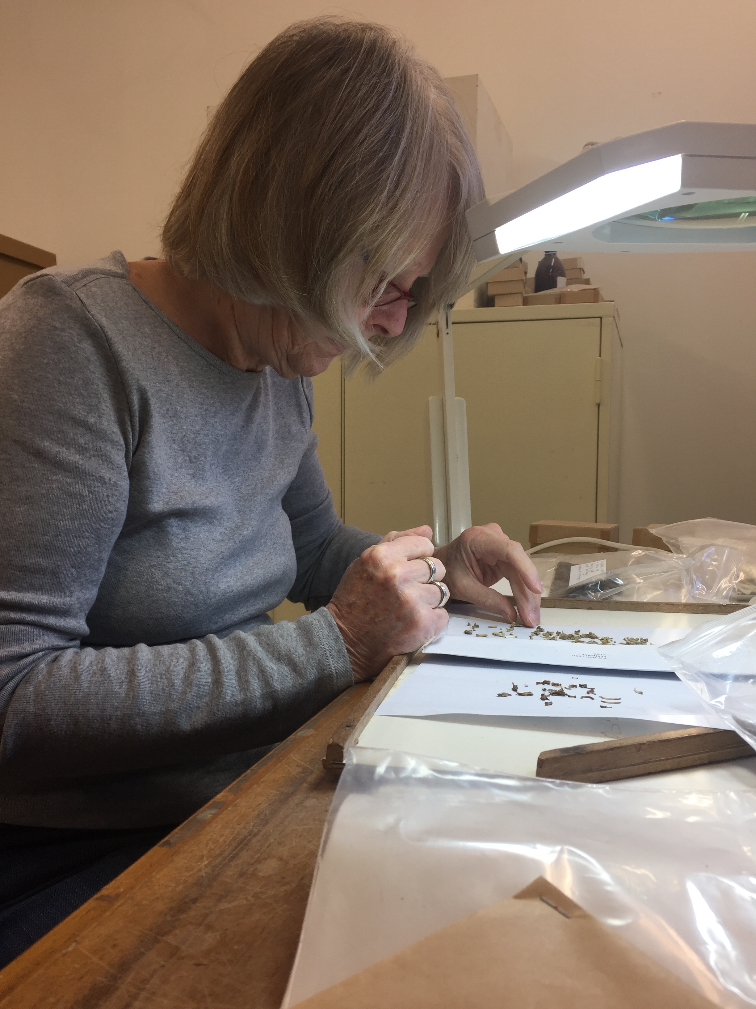 Magaret Avery examines some very small rodent bones and counts the number of individuals between two related samples using left and right-sided bones