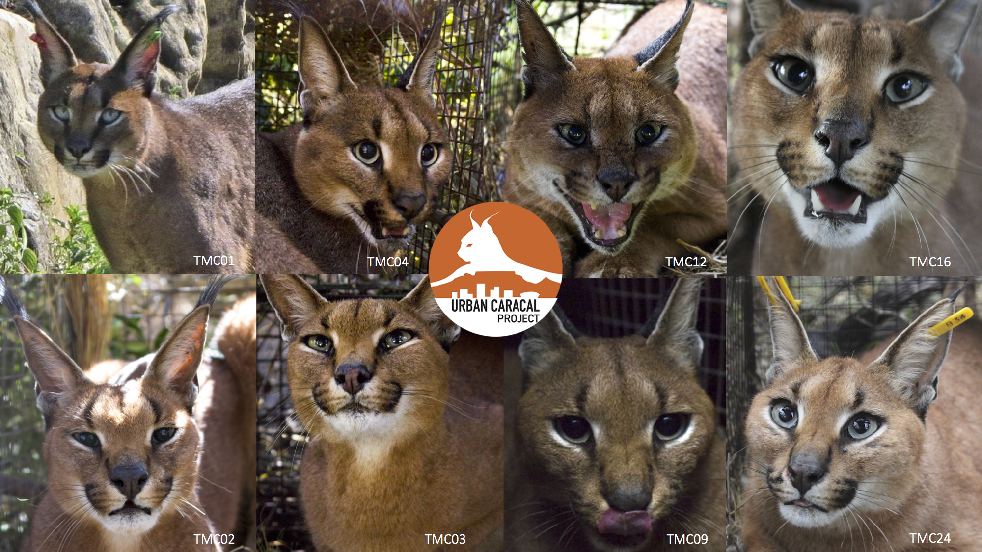 caracal_faces.png