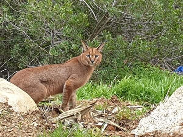 Meet The Cats Urban Caracal Project