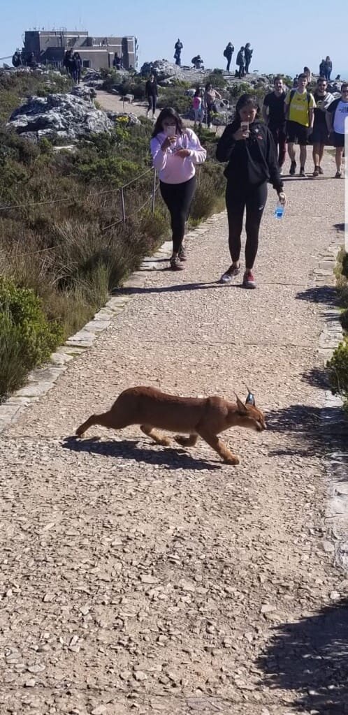 Meet The Cats Urban Caracal Project