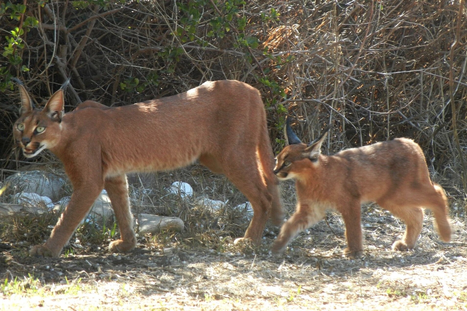 Disa with her kitten