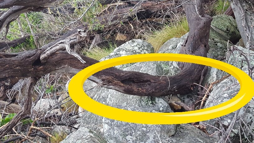 dassie snare setup tied to an overhanging log made with wire..jpg