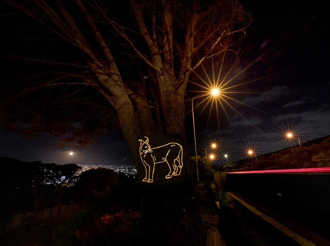 Urban Caracal Project