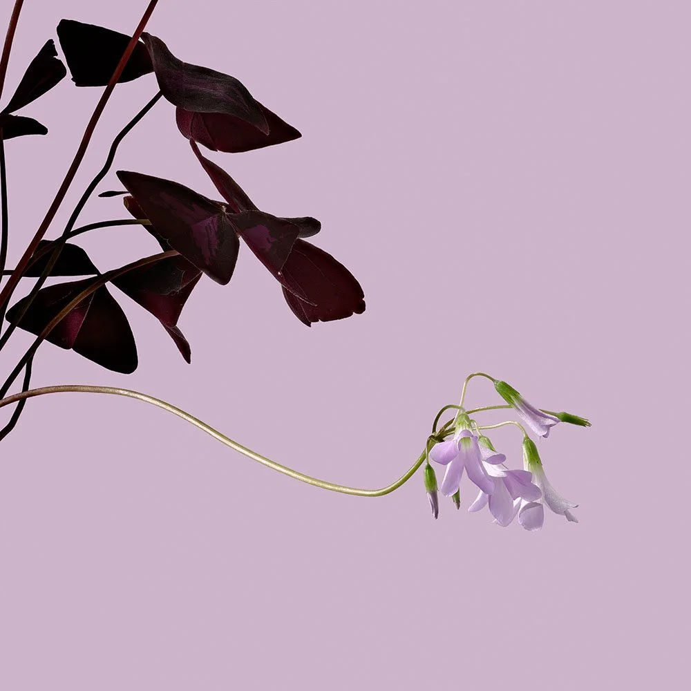 Oxalis_f_02_12_a_square.jpg