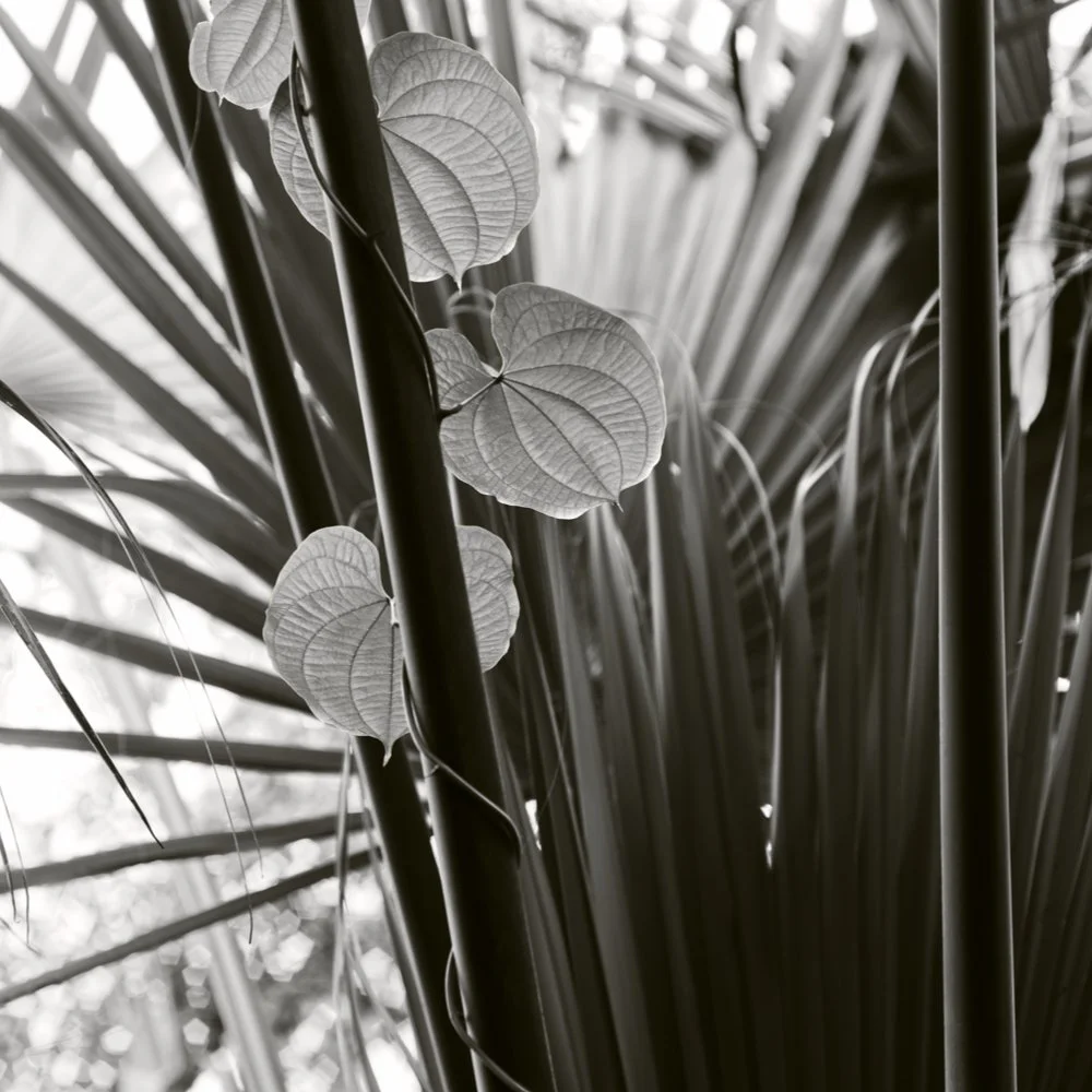 21-03-2019_Kew_Gardens_0118_new.jpg