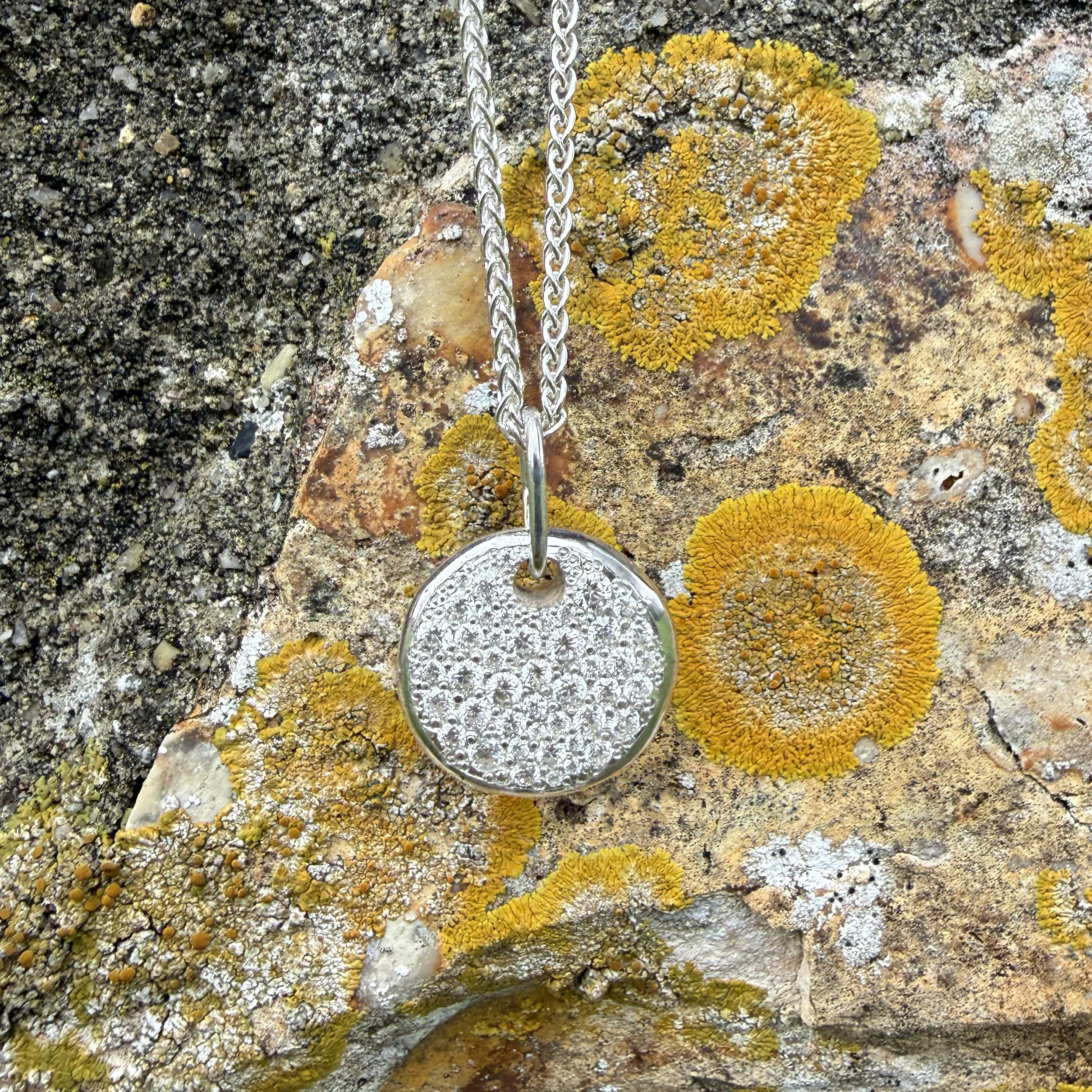 against circular lichen 2.jpg