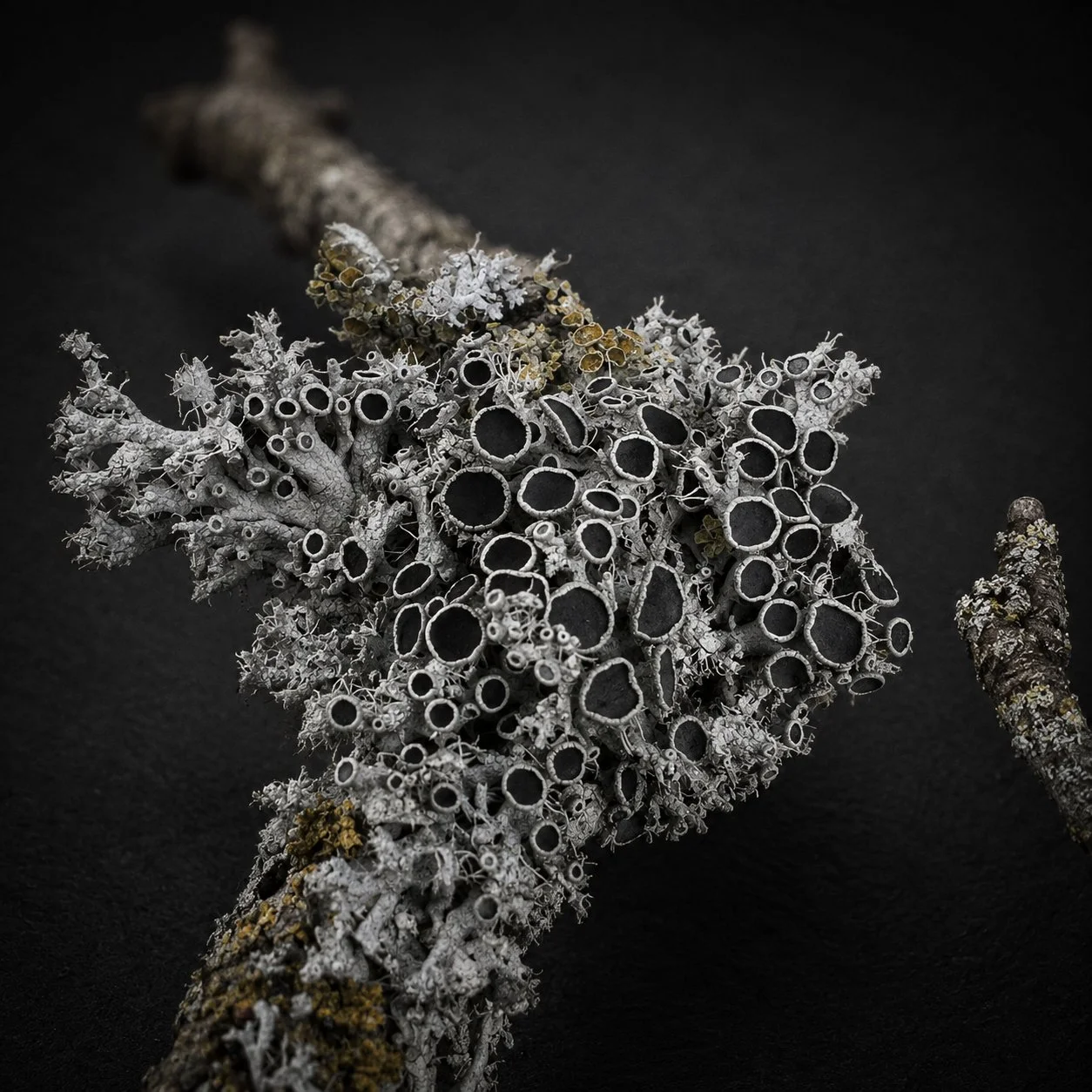 new style lichen.jpg