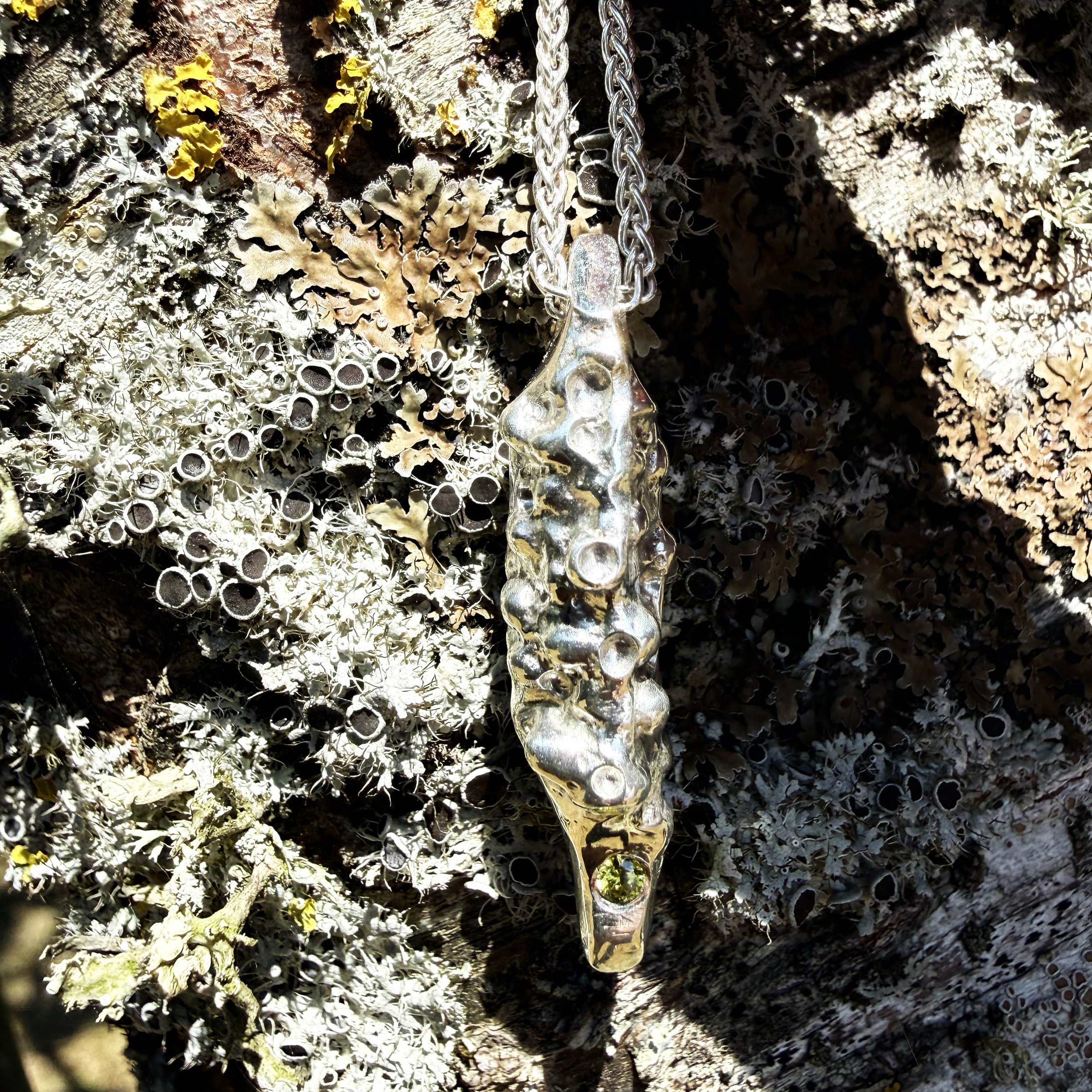 2026 lichen on tree with pendant.jpg