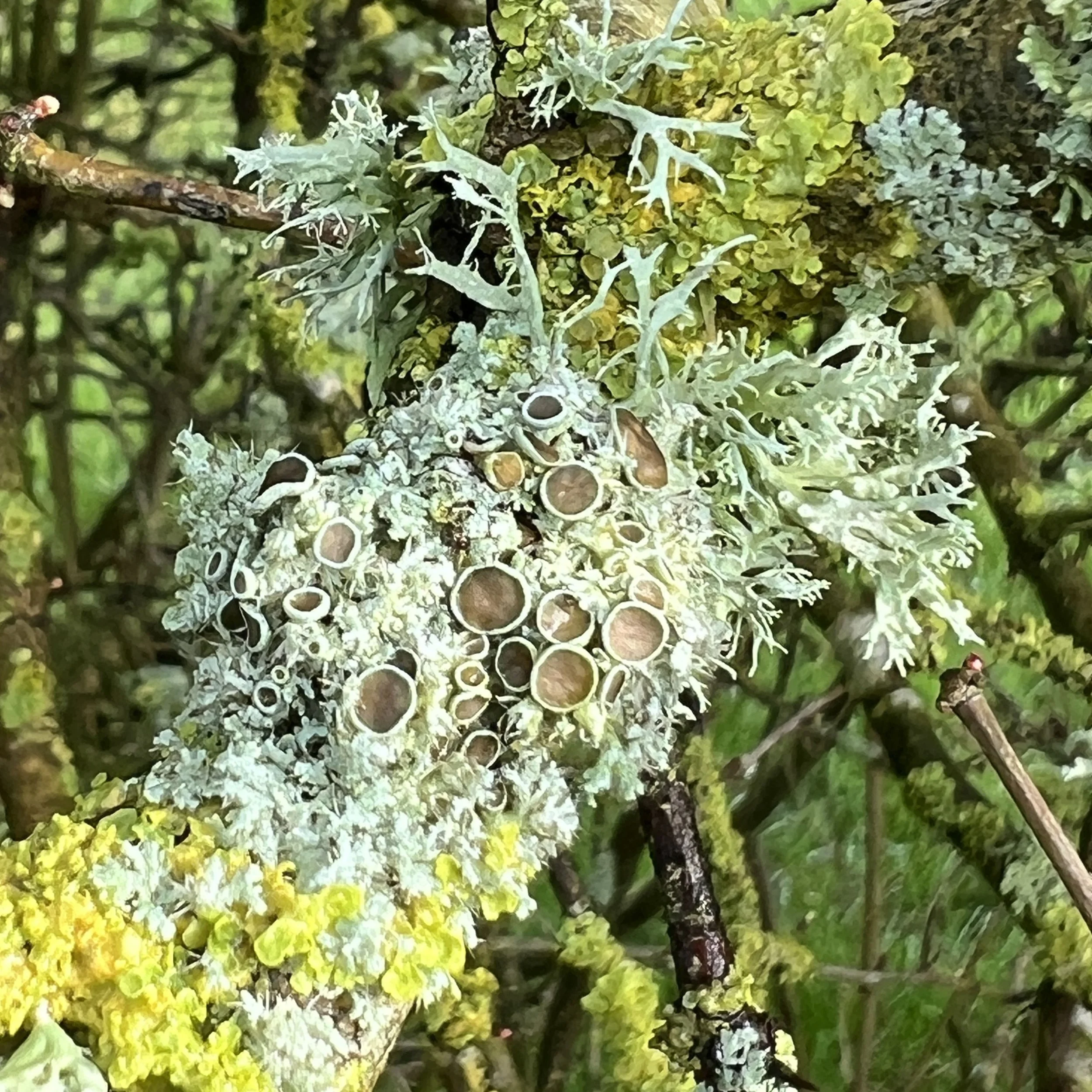 2026 lichen.jpg