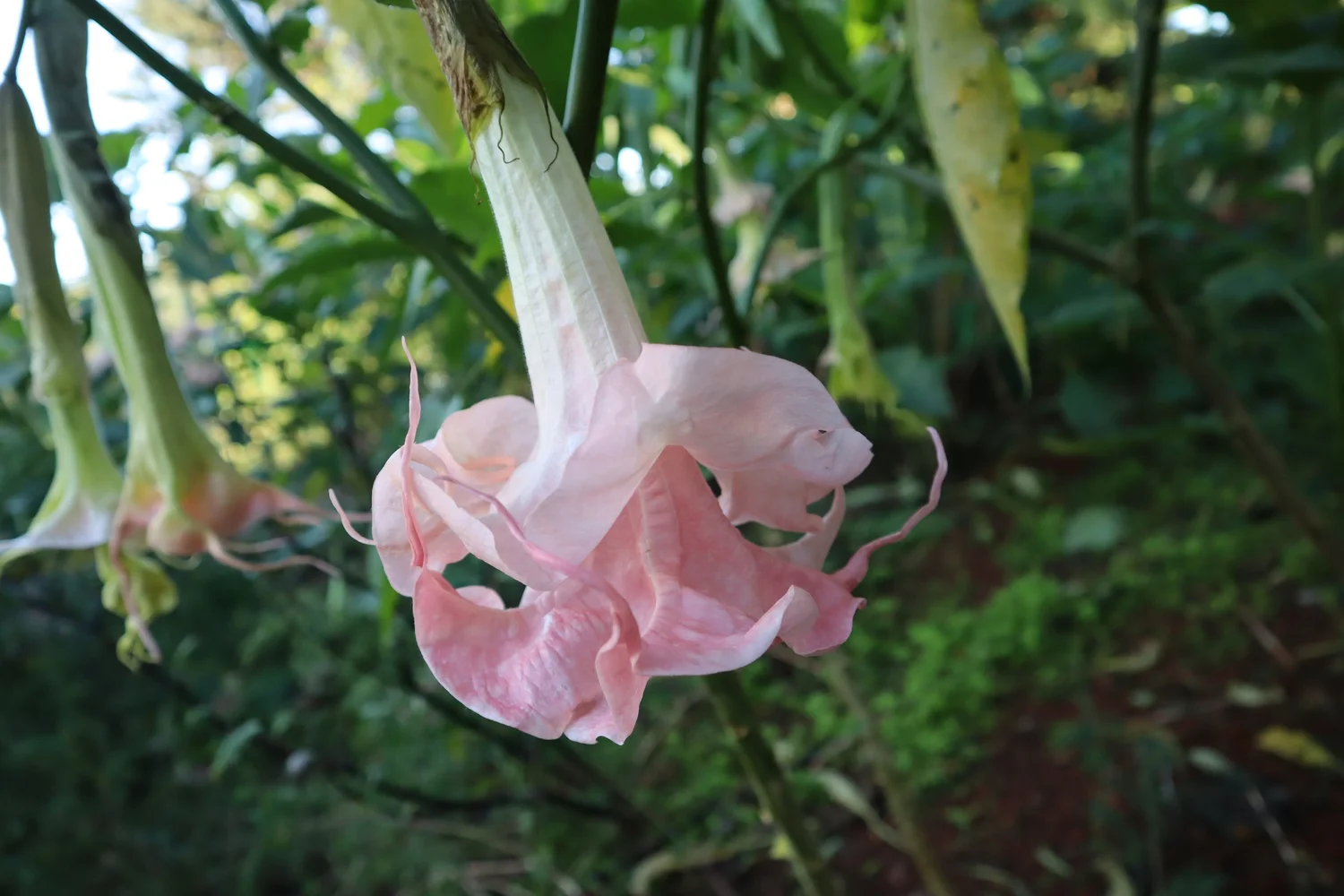Adeline Brugmansia PLANT  Angel Trumpet Nursery LLC