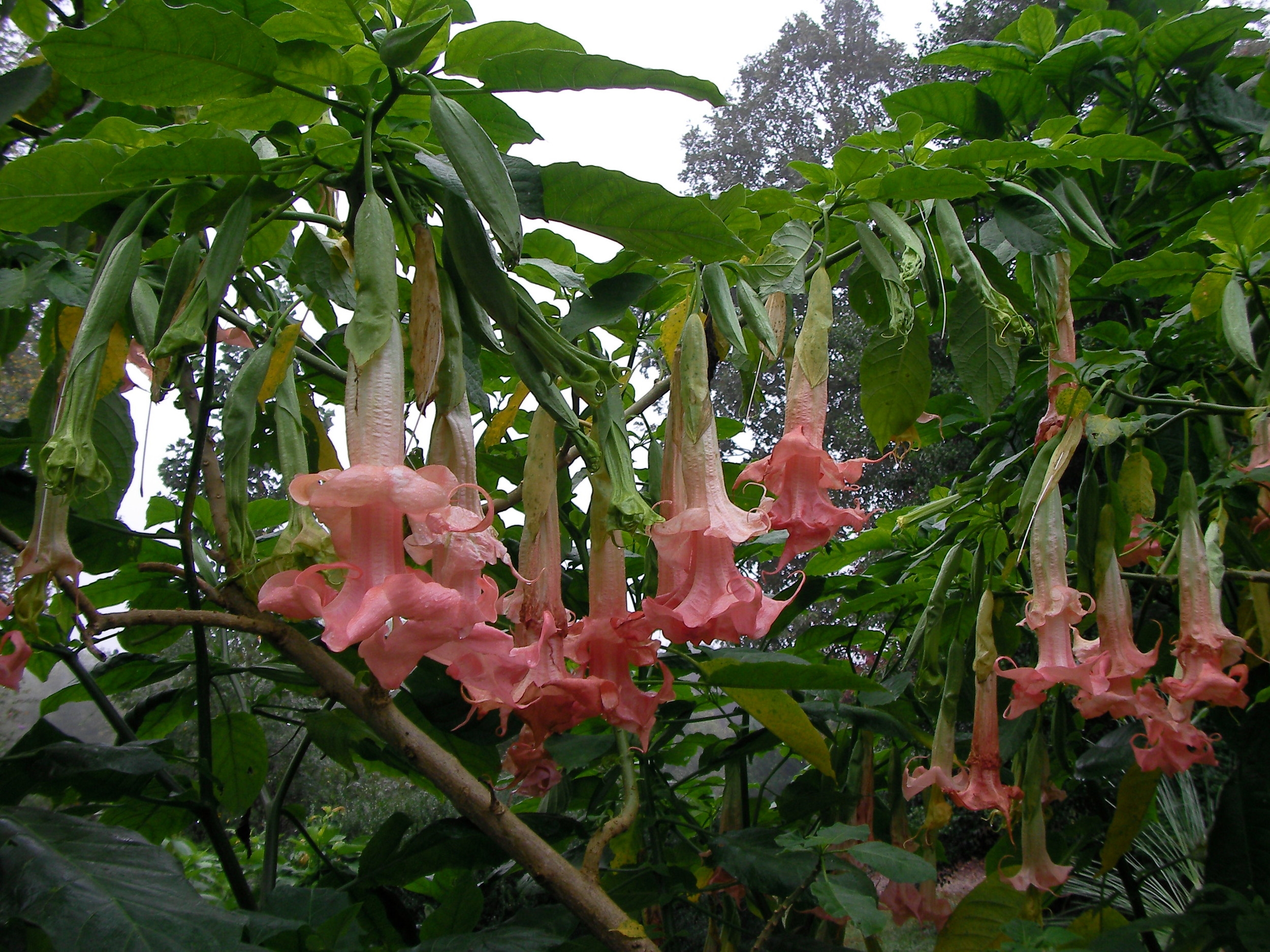 PINK PERFECTION Brugmansia Angels Trumpet Plant Fragrant Double Peach Pink Bloom 