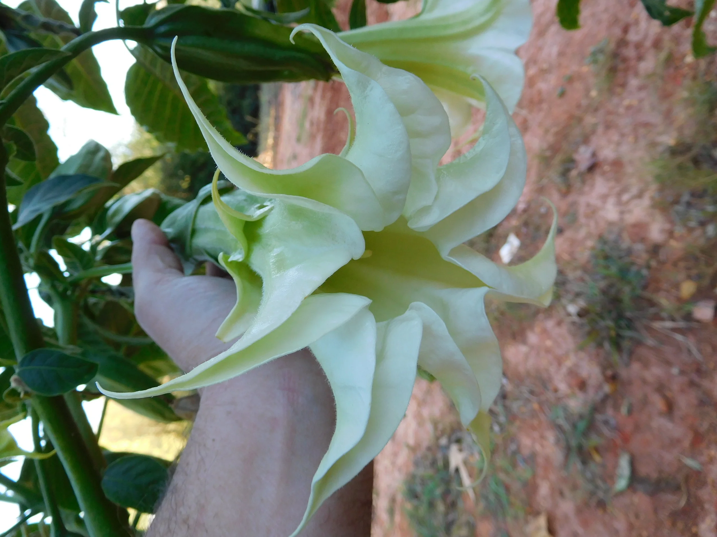 10 25 2016 brugs 116.JPG