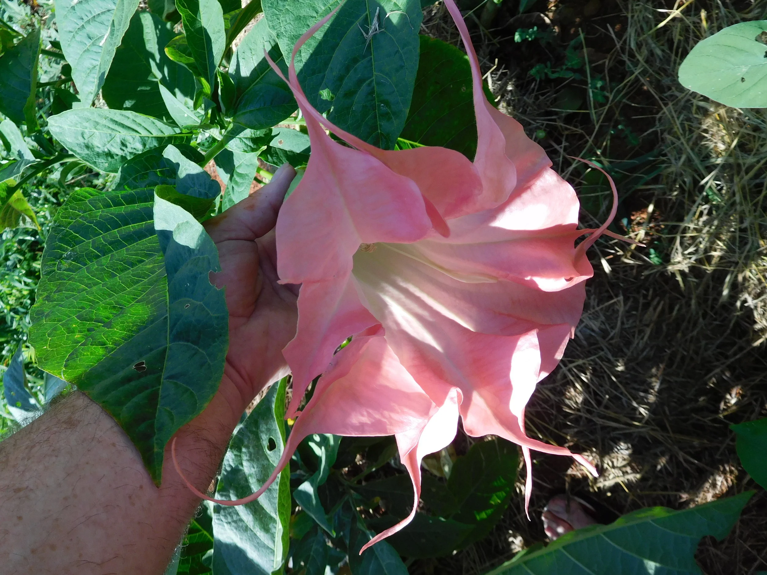 7 16 2017 brugs 090.JPG