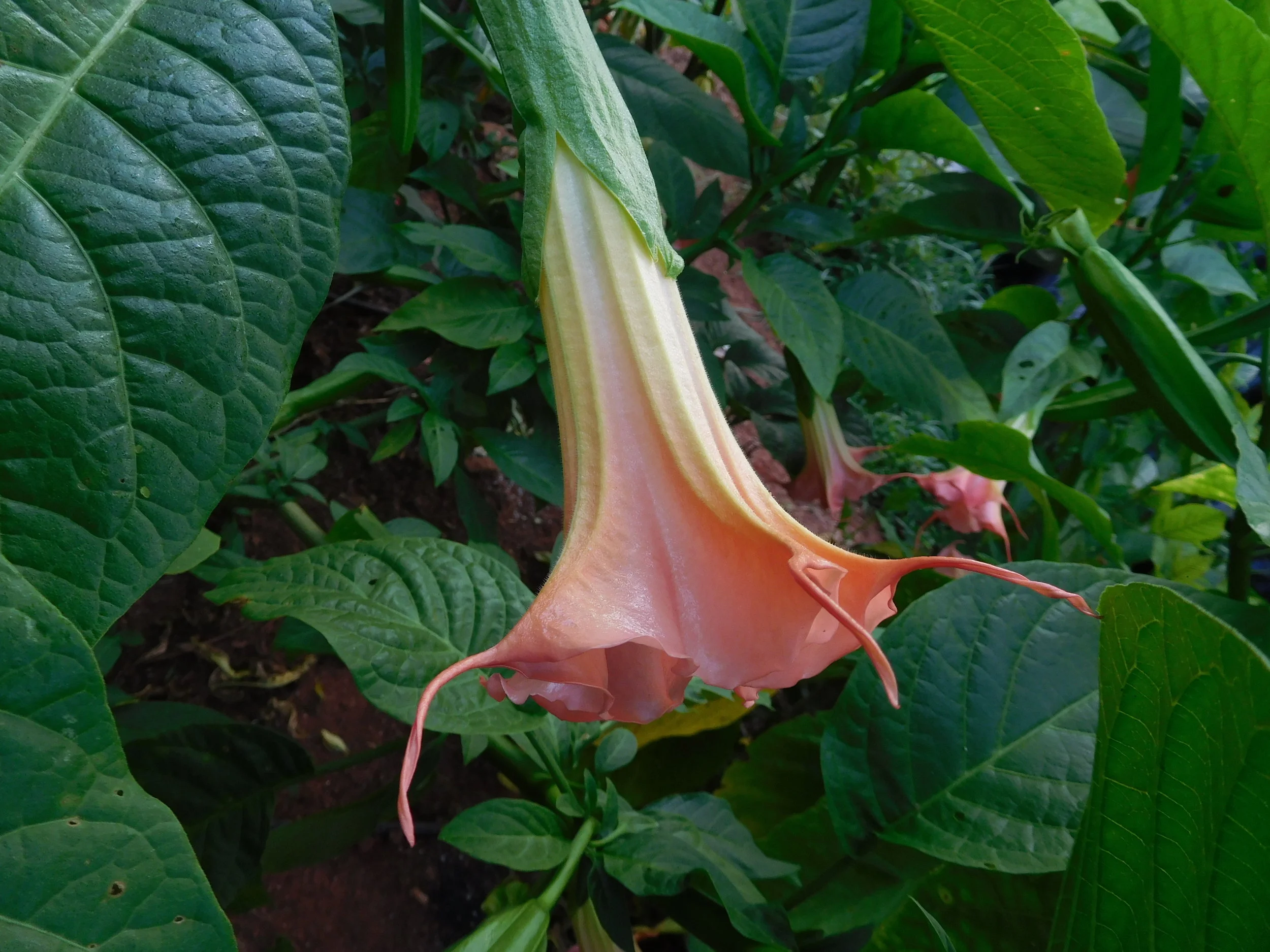 8  2017   brugs 872.JPG