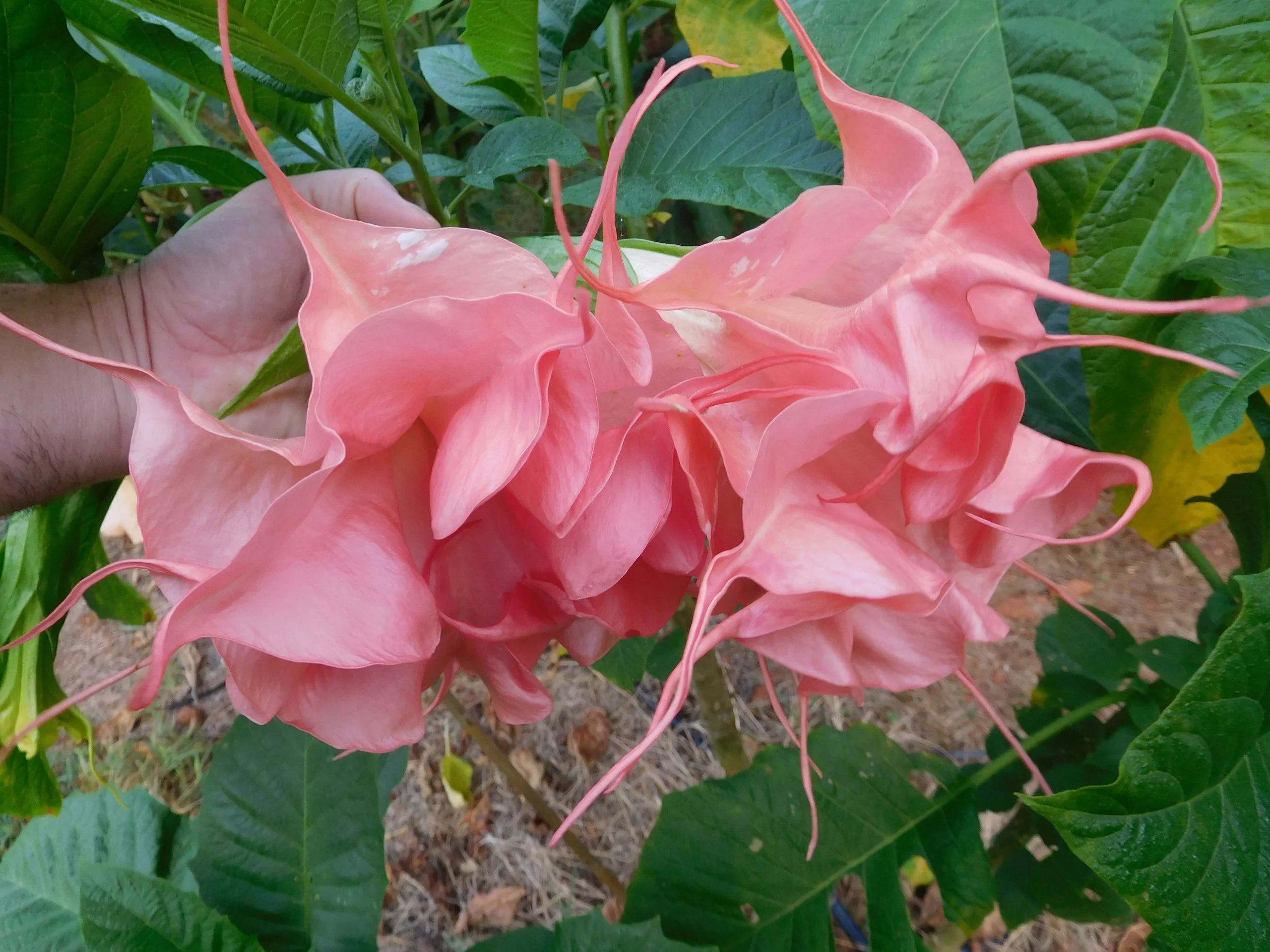 8  2017   brugs 880.JPG