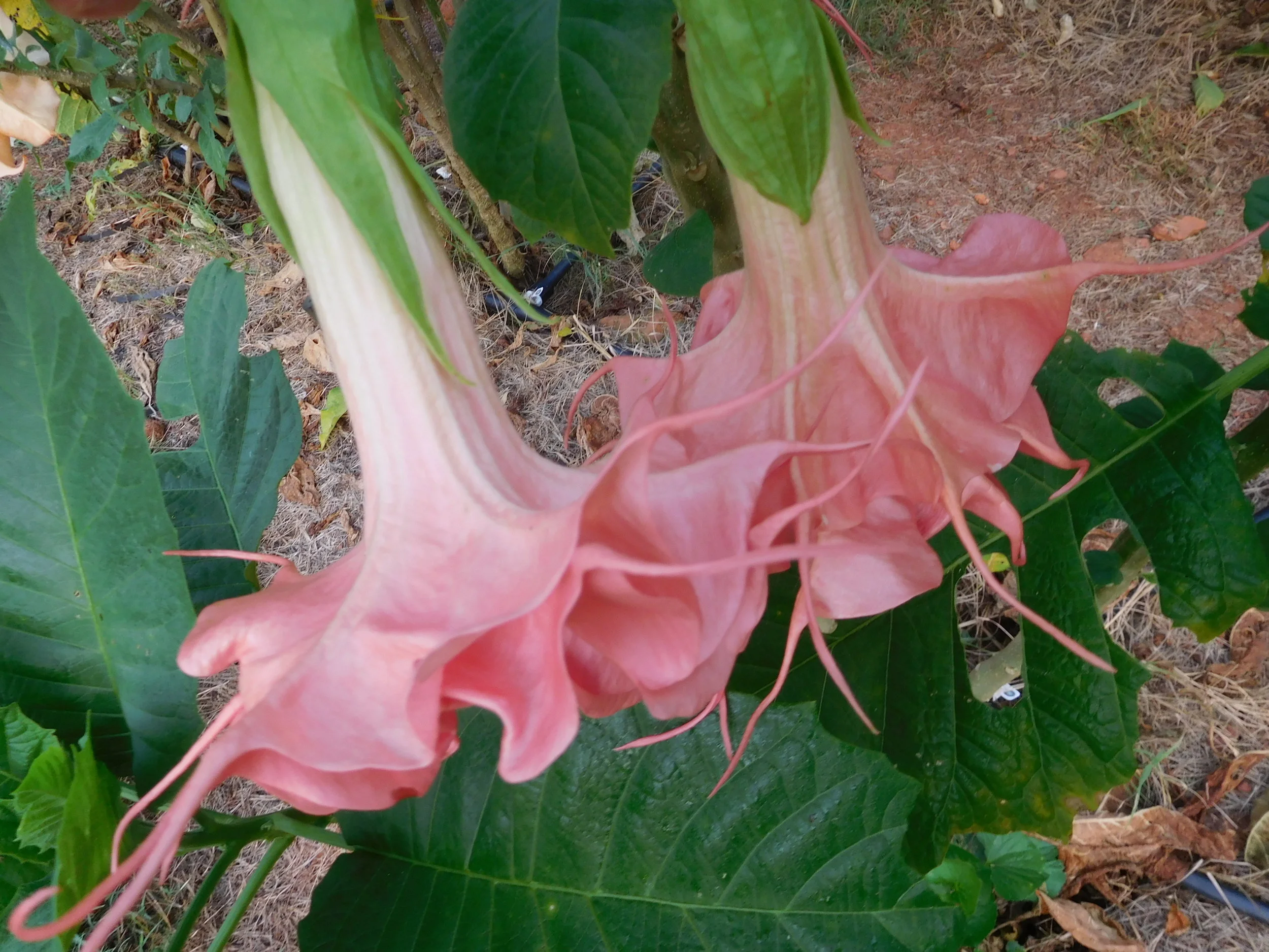 8  2017   brugs 883.JPG