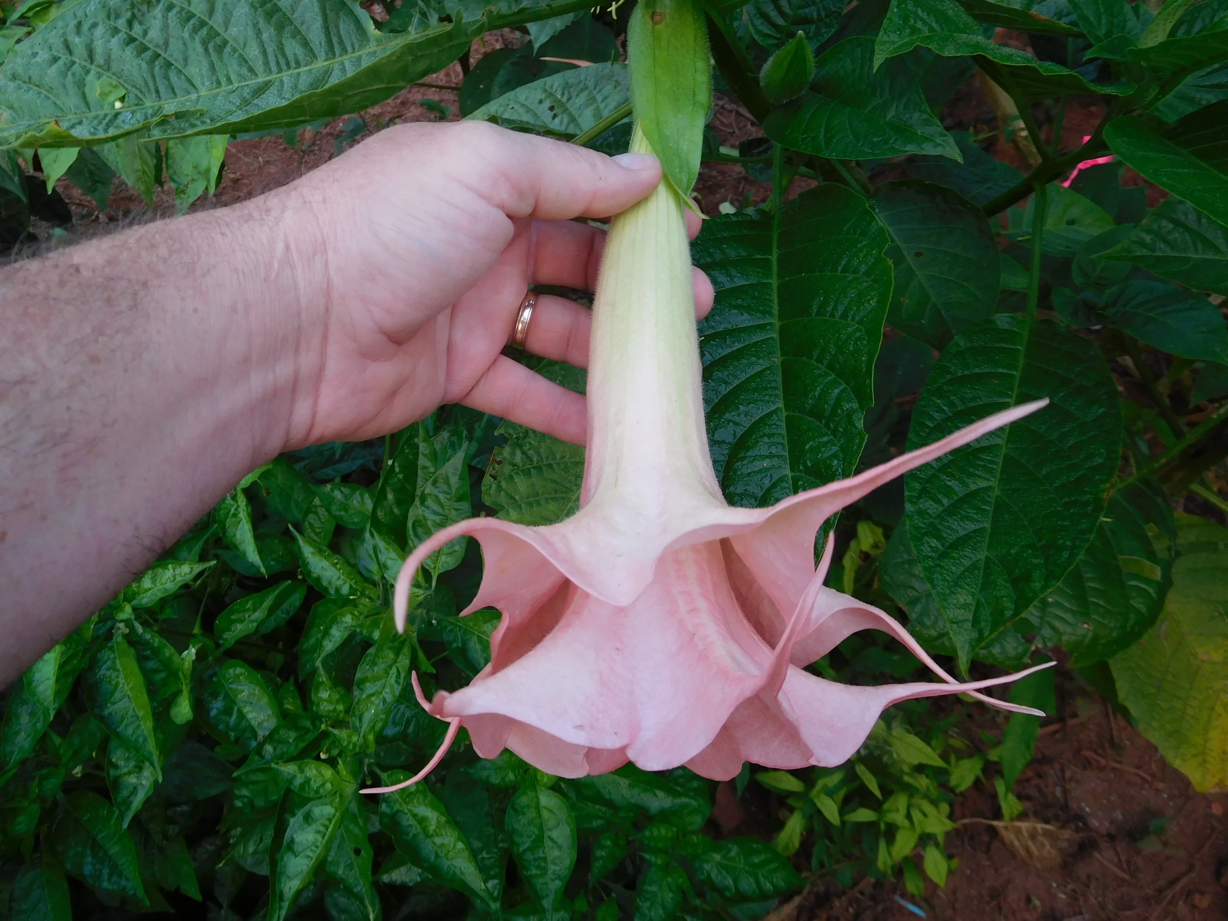 8  2017   brugs 913.JPG