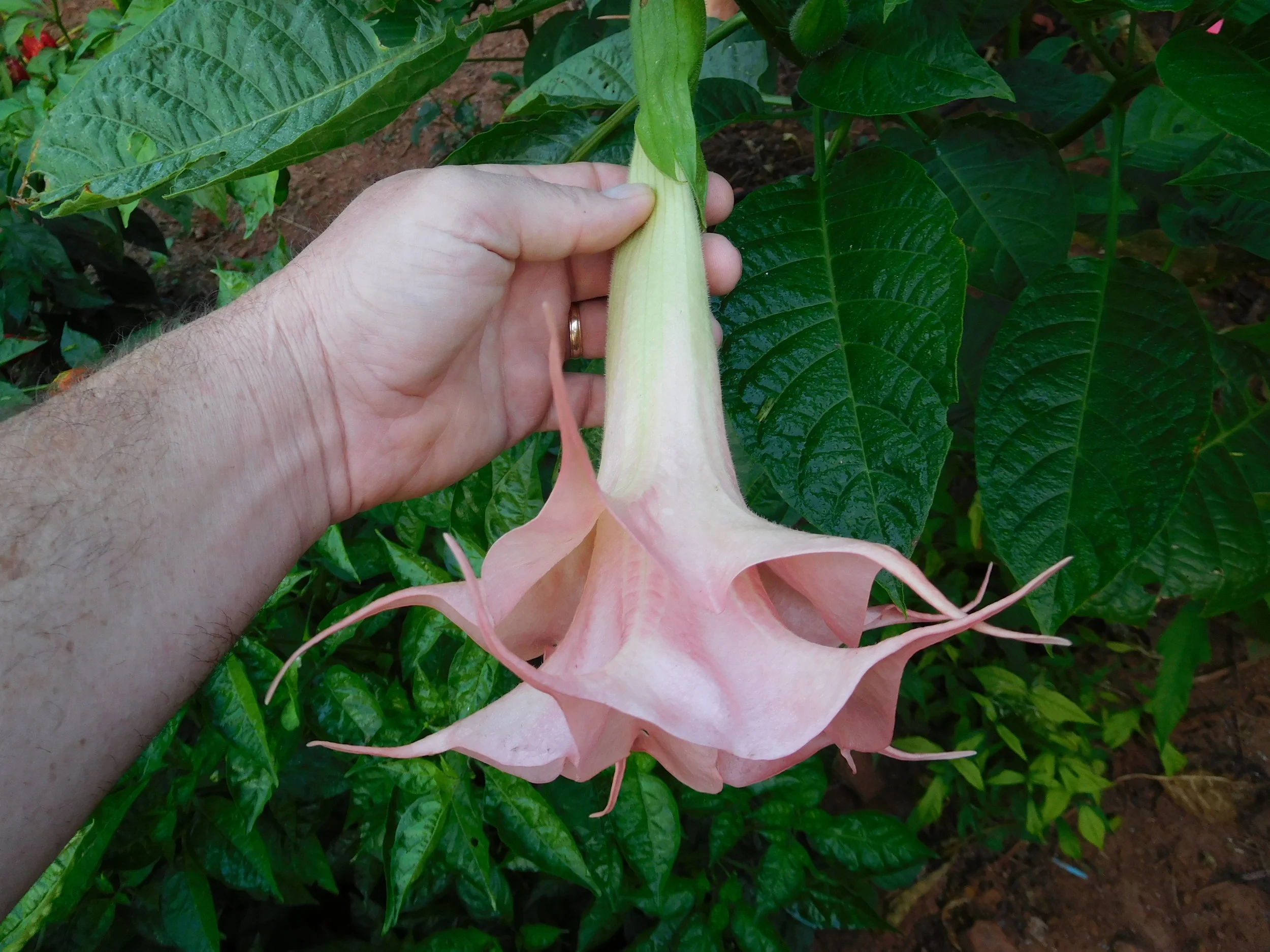 8  2017   brugs 916.JPG