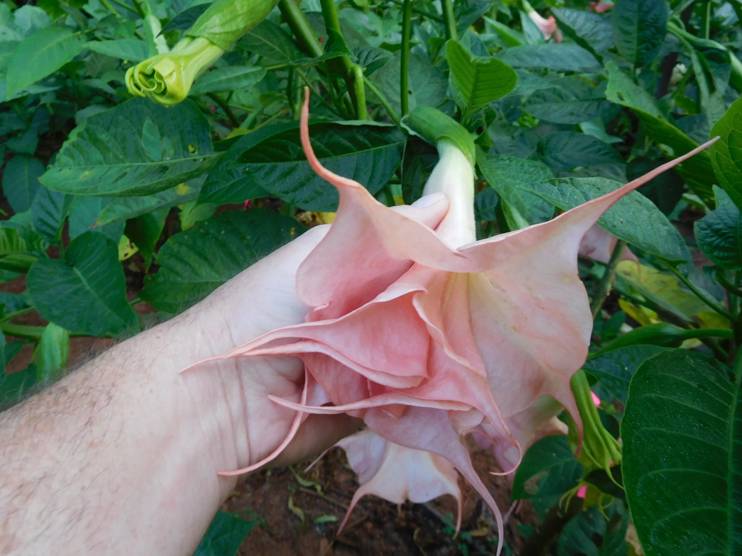 8  2017   brugs 919.JPG