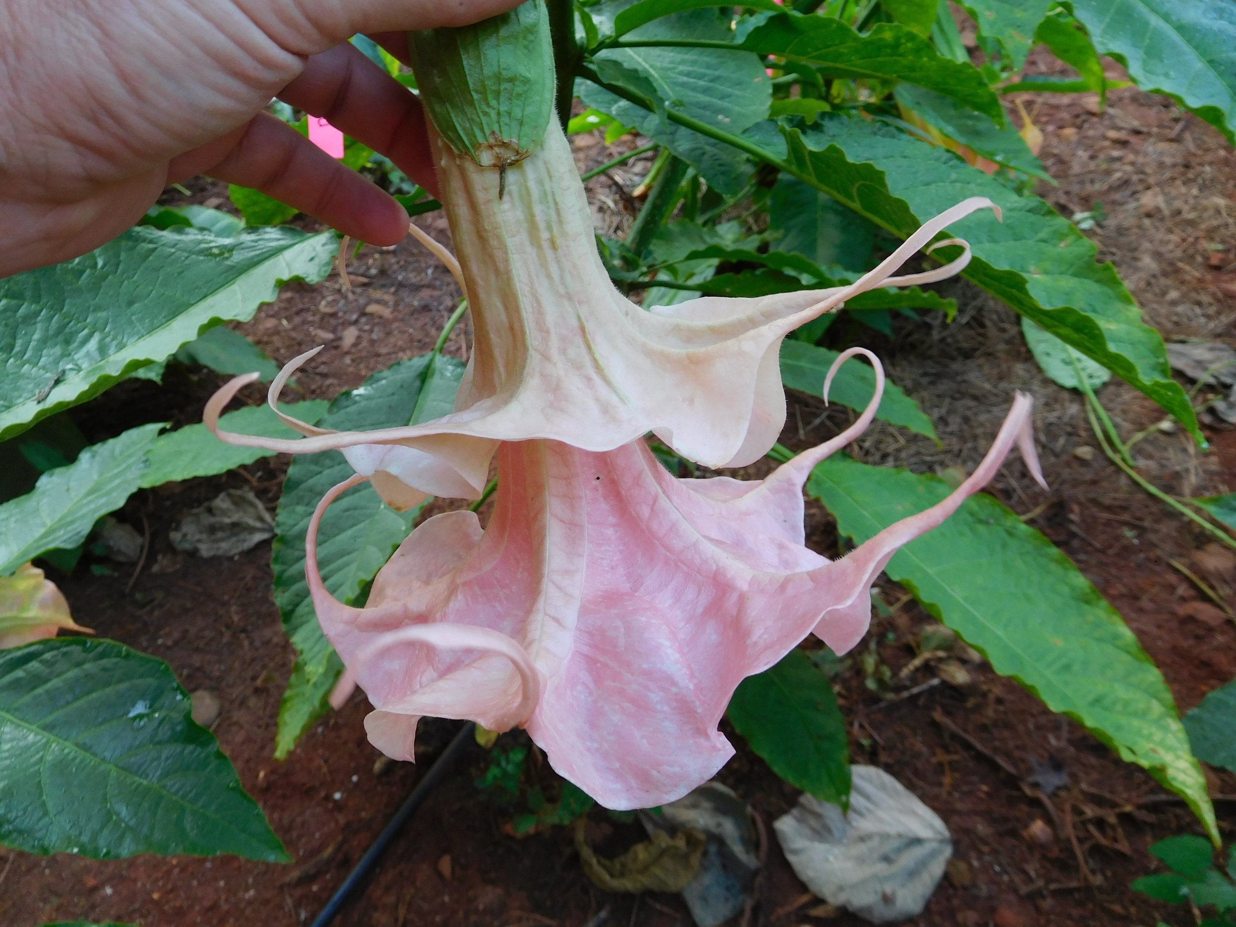 8  2017   brugs 228.JPG