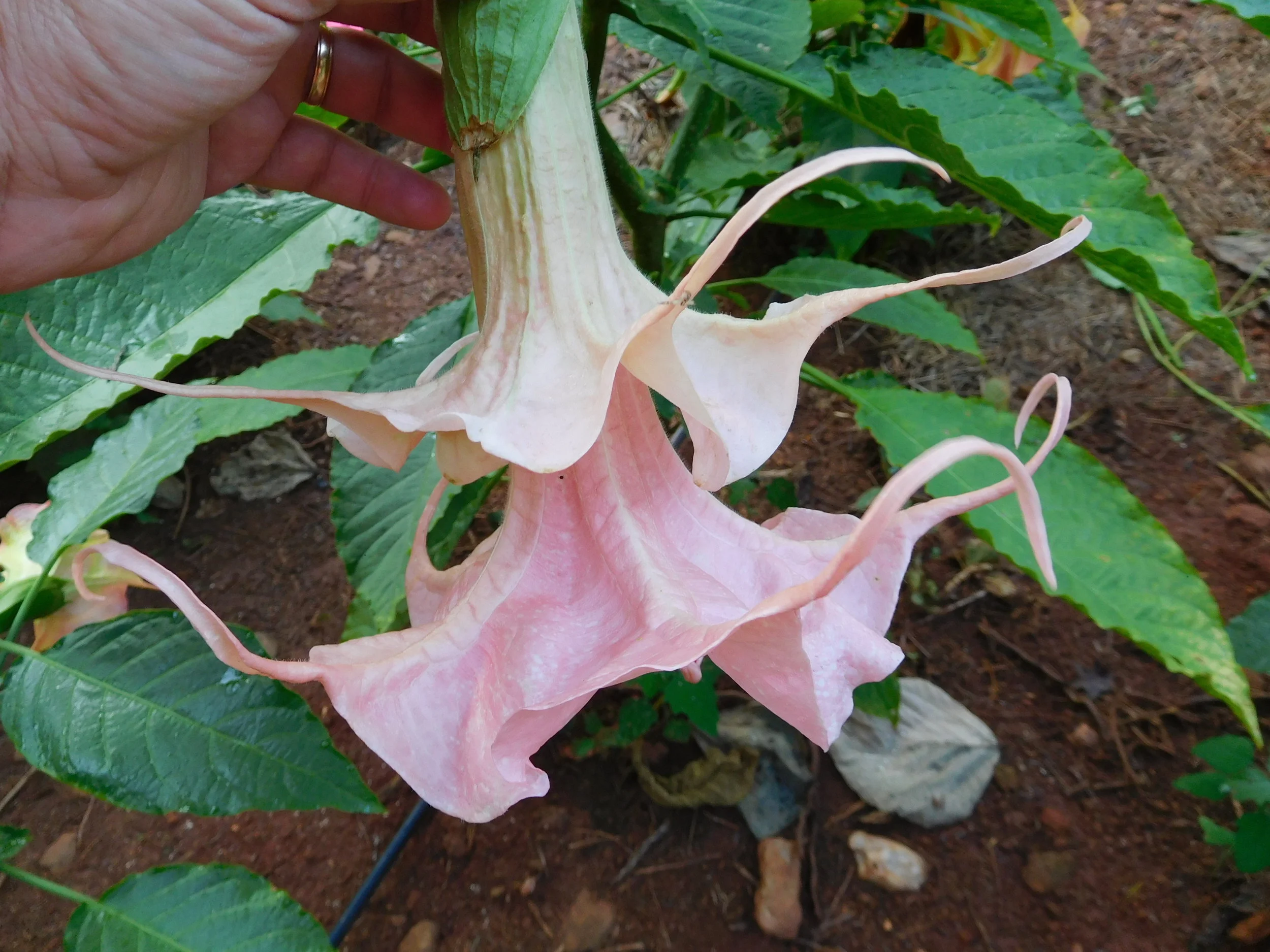 8  2017   brugs 230.JPG