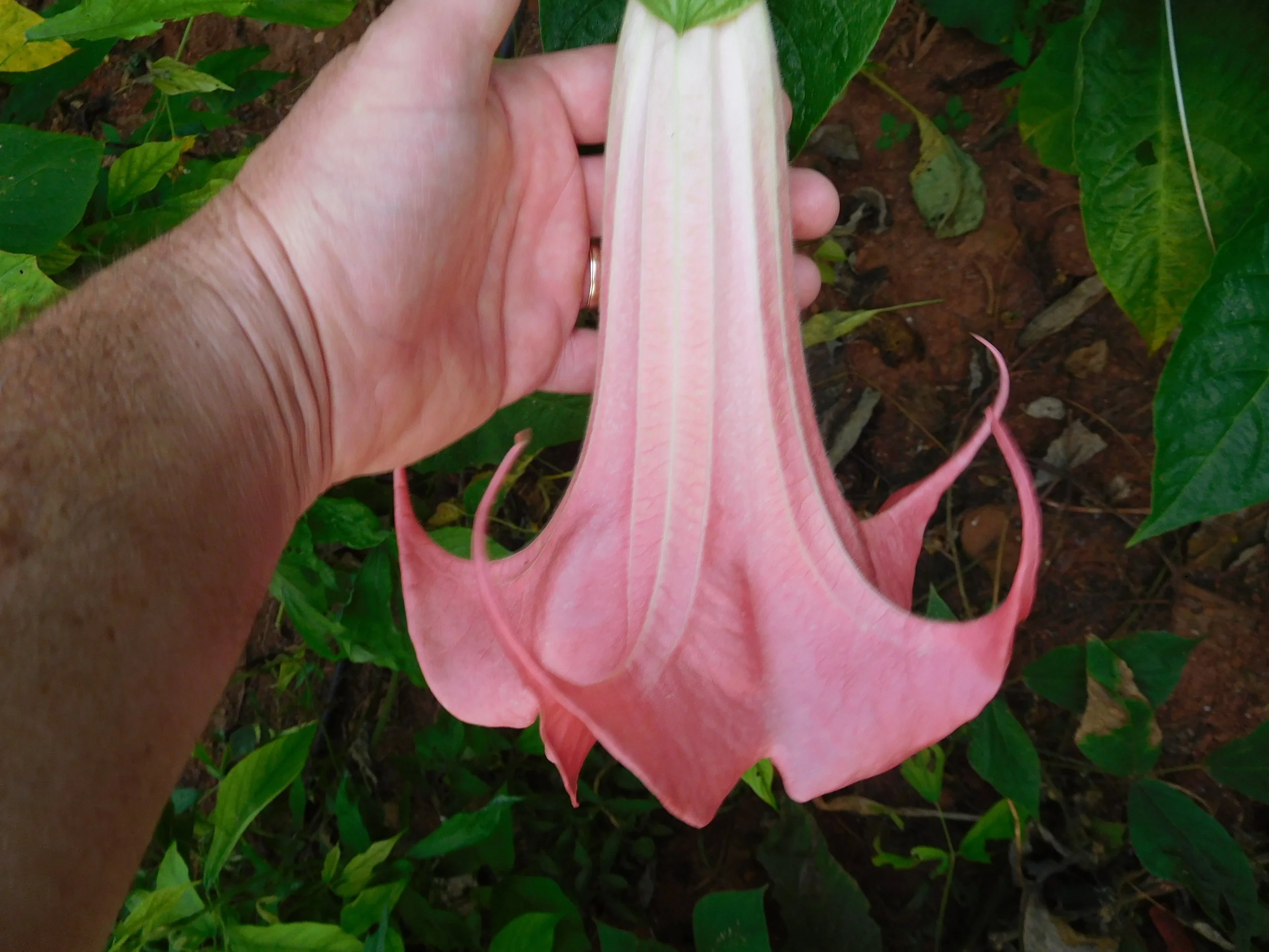 8  2017   brugs 855.JPG