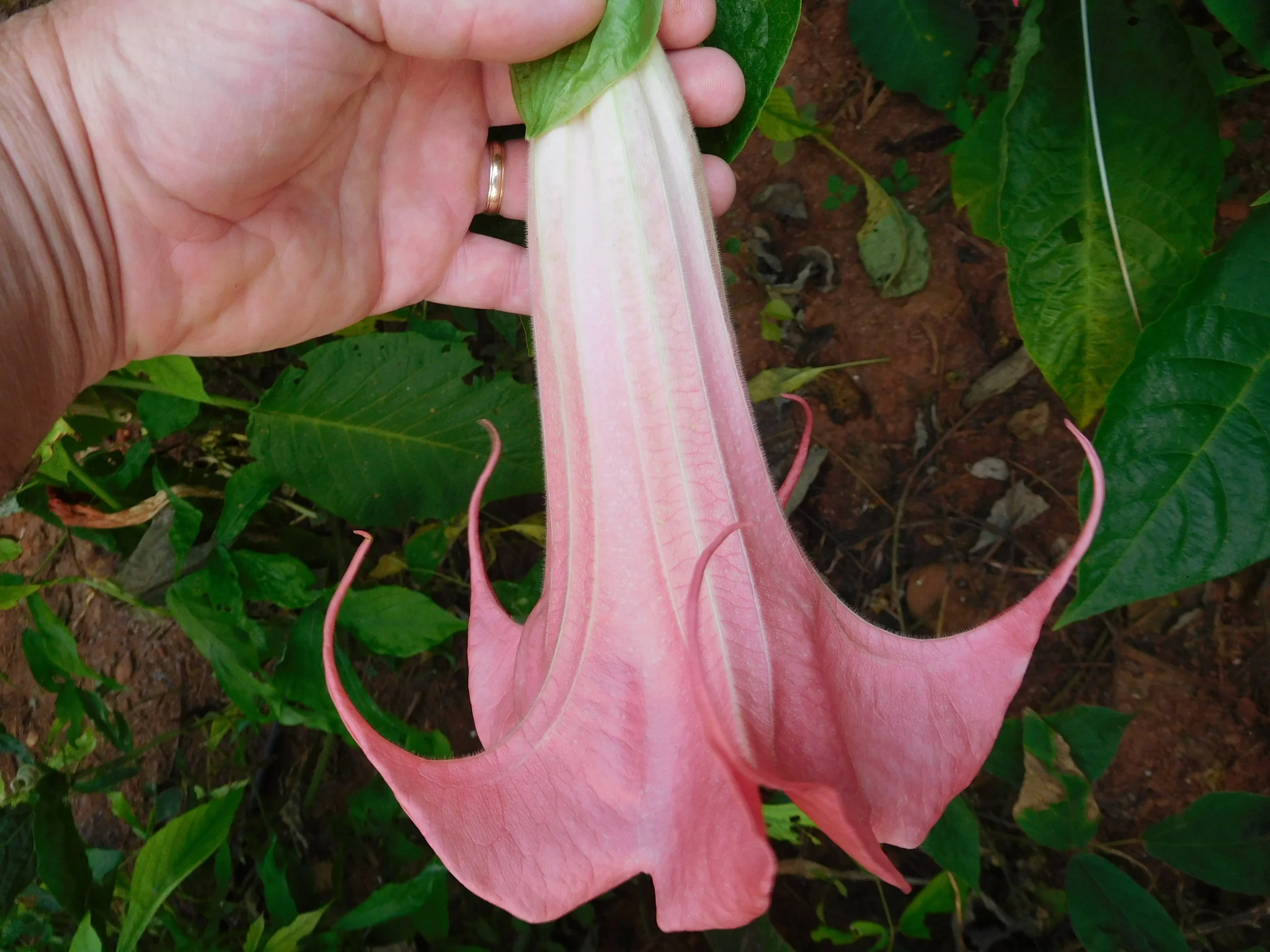 8  2017   brugs 856.JPG