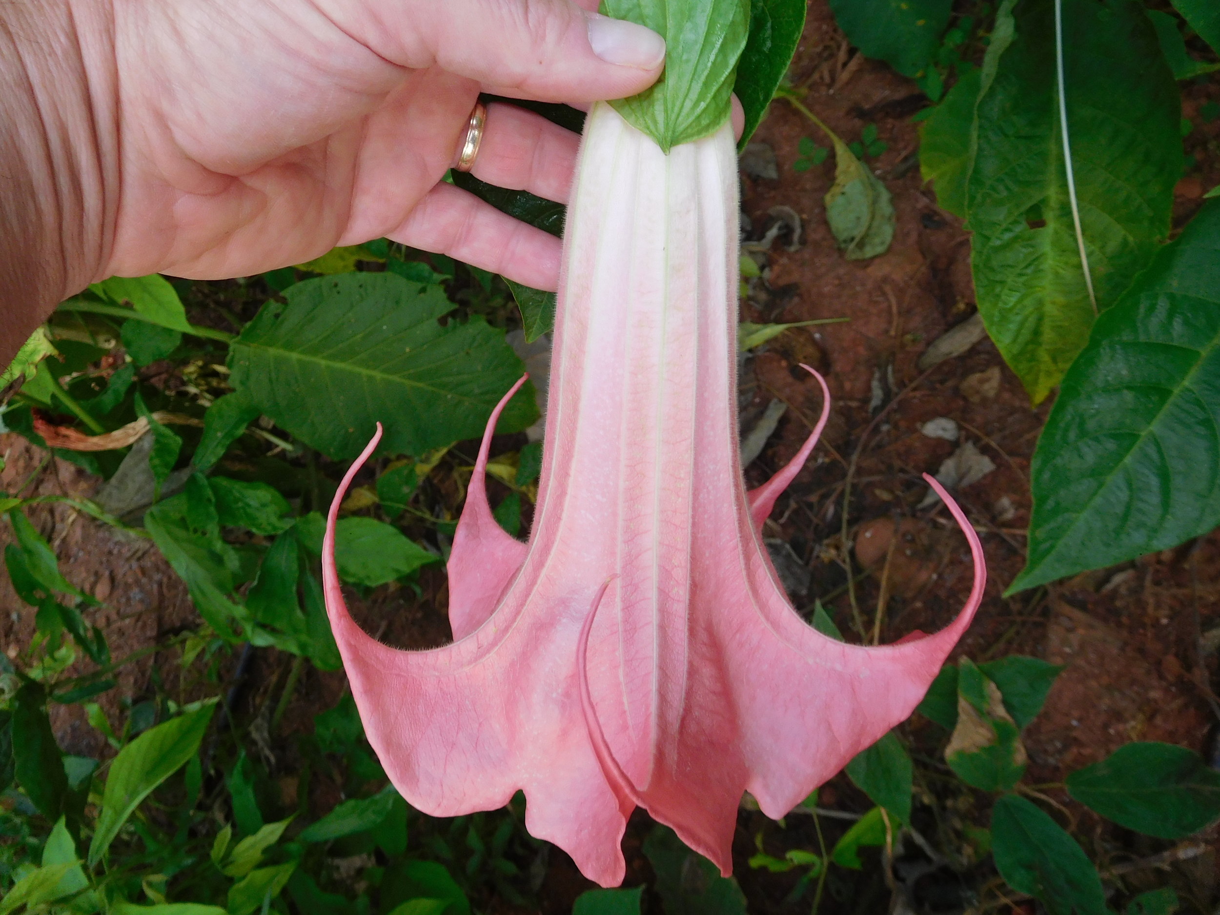 8  2017   brugs 857.JPG