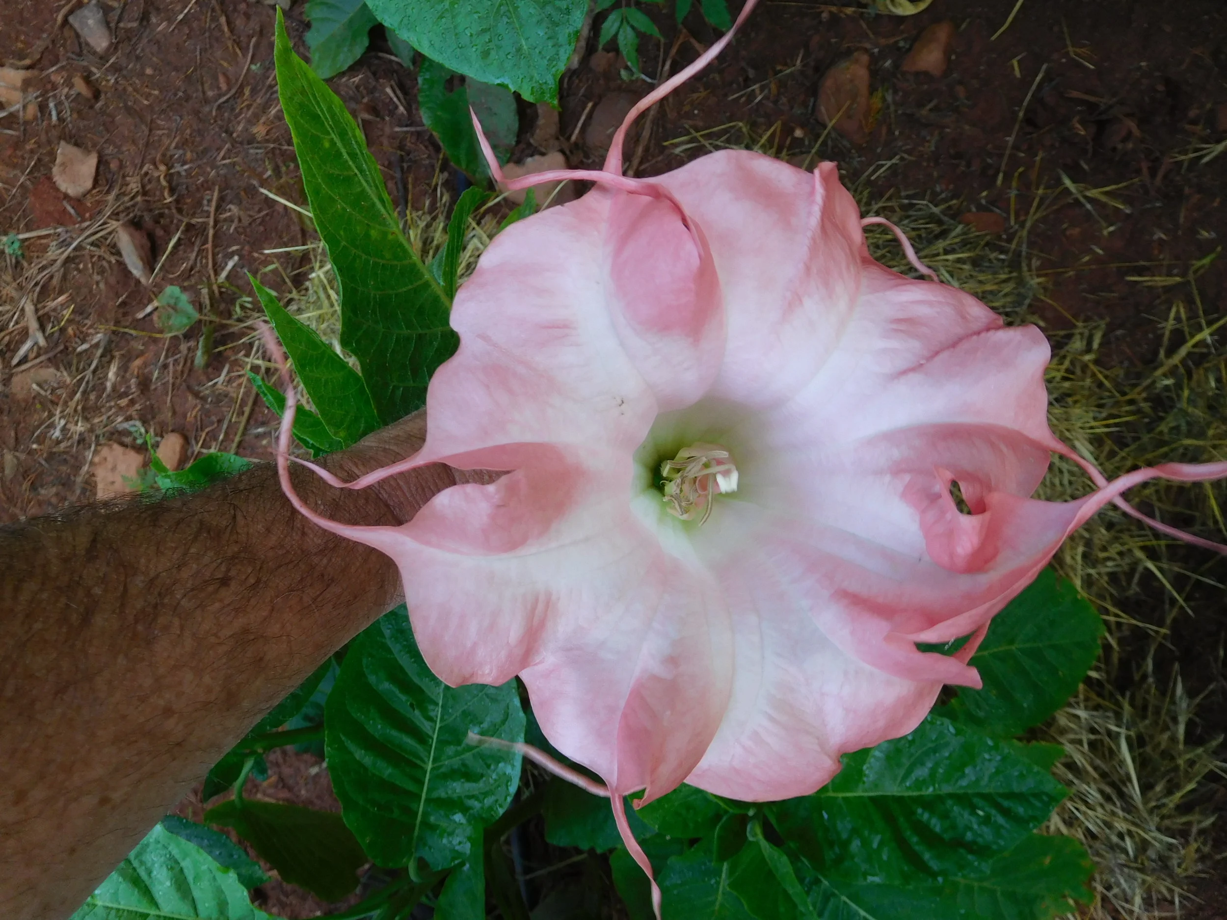 8  2017   brugs 200.JPG