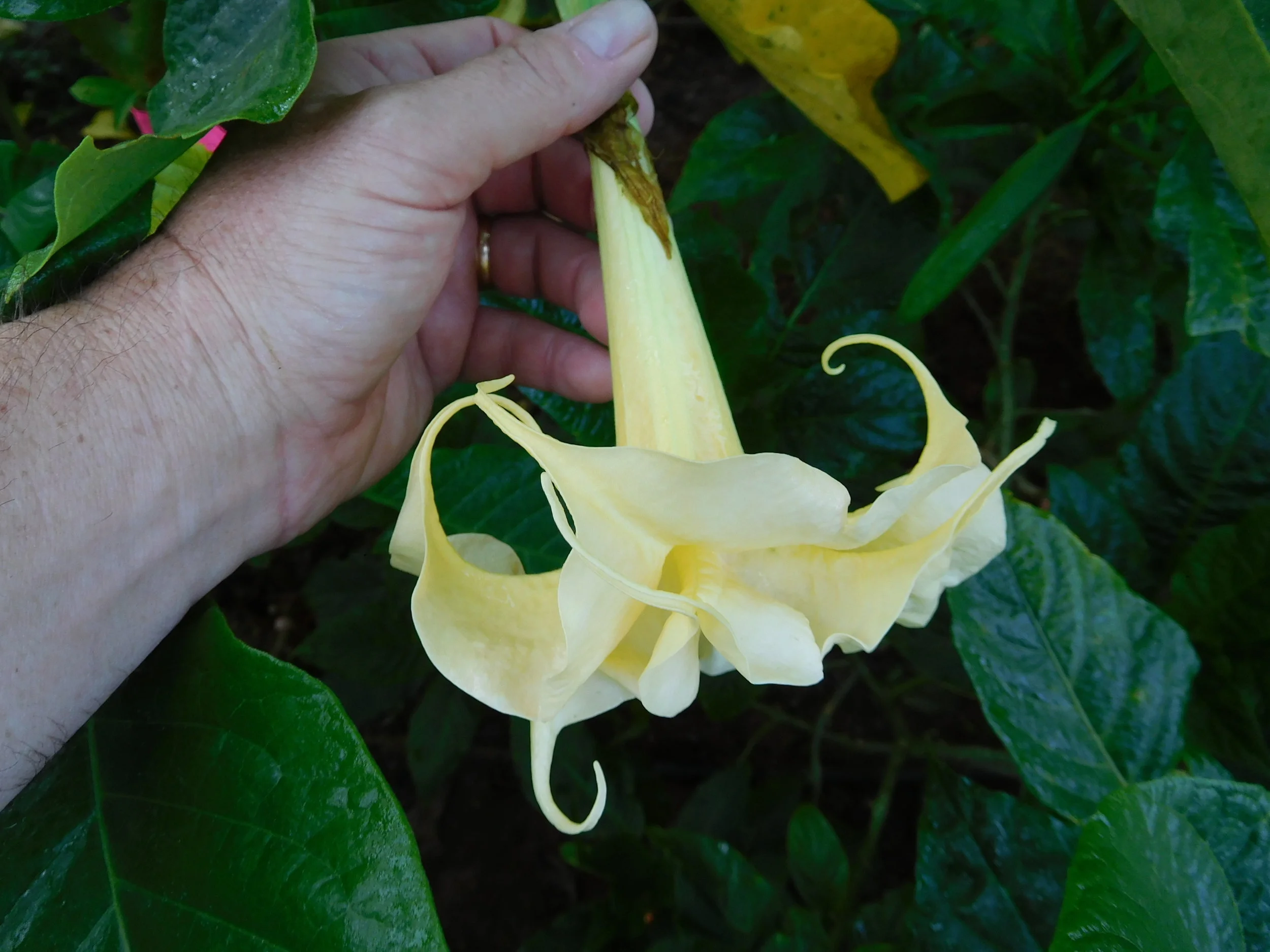 8  2017   brugs 624.JPG