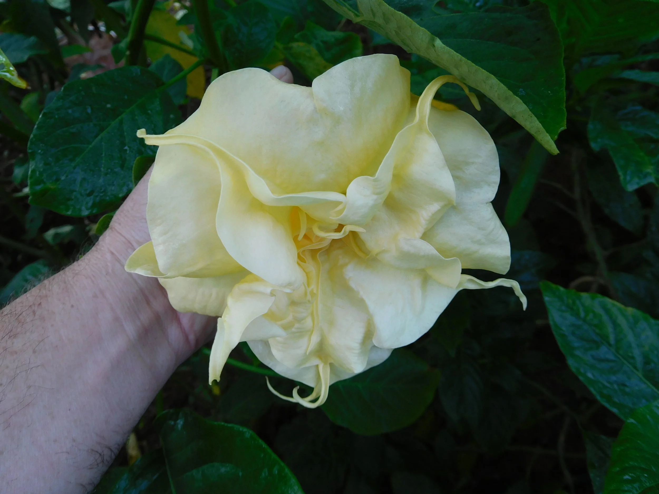 8  2017   brugs 626.JPG