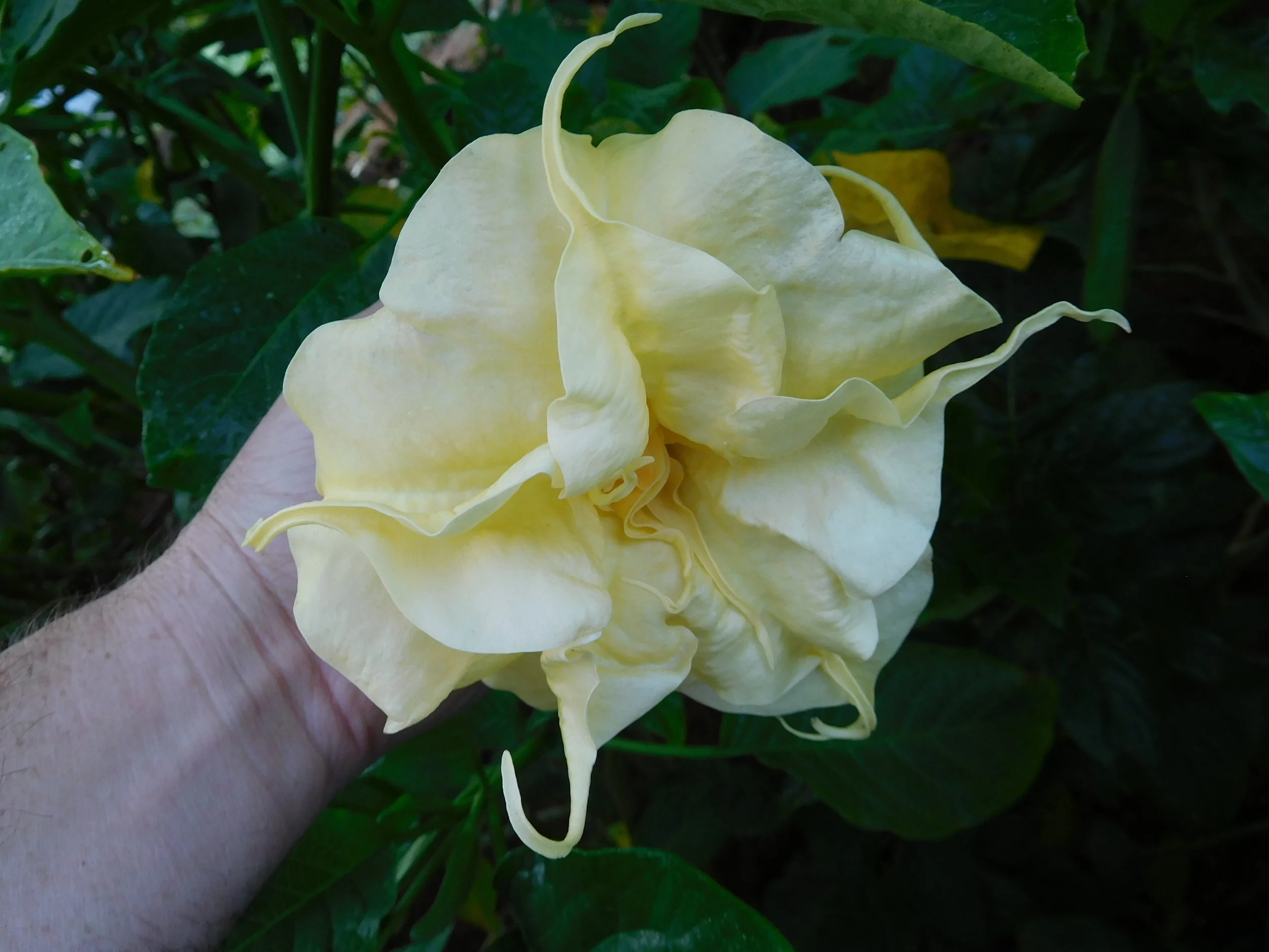 8  2017   brugs 627.JPG