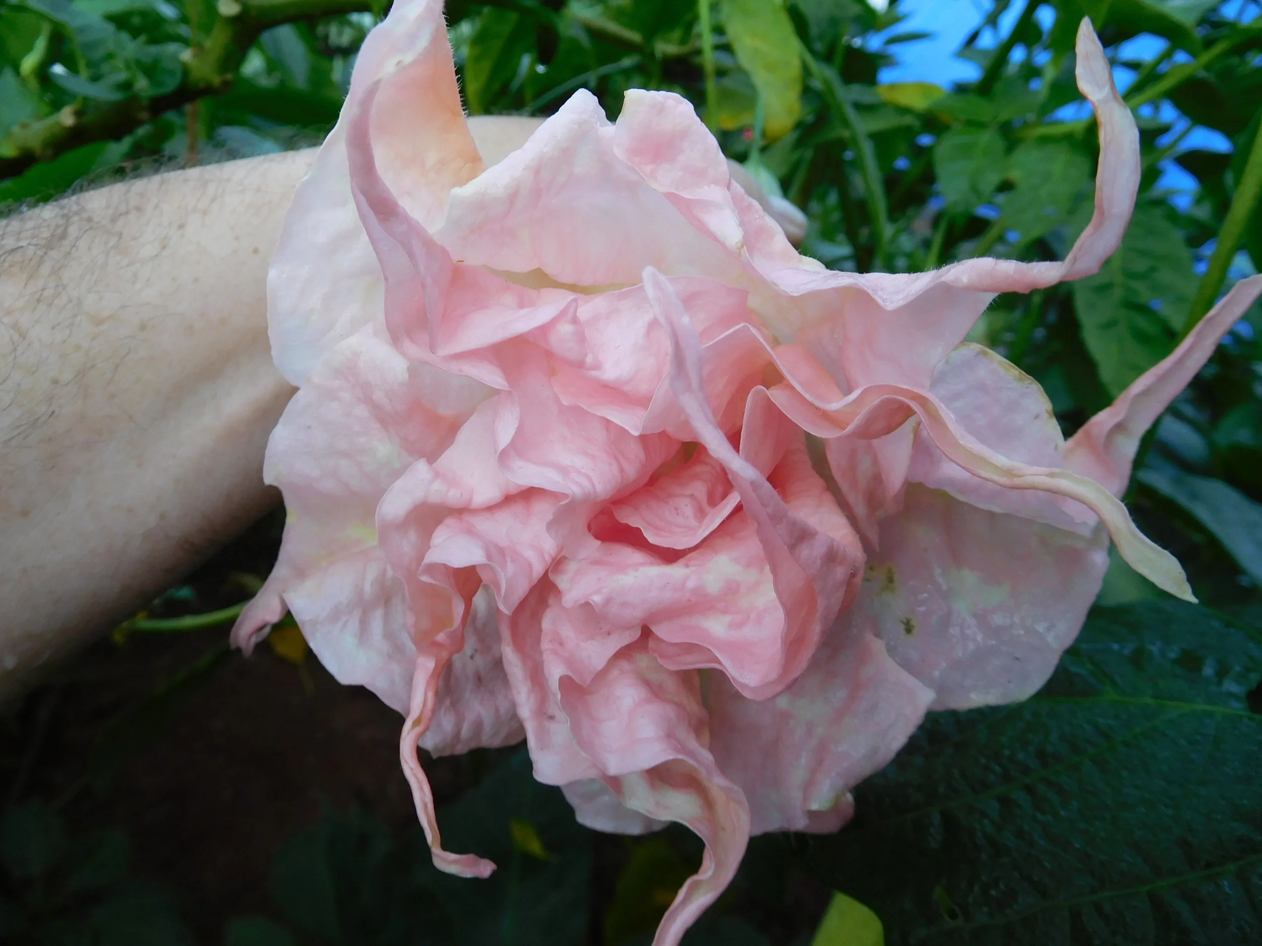 8  2017   brugs 643.JPG