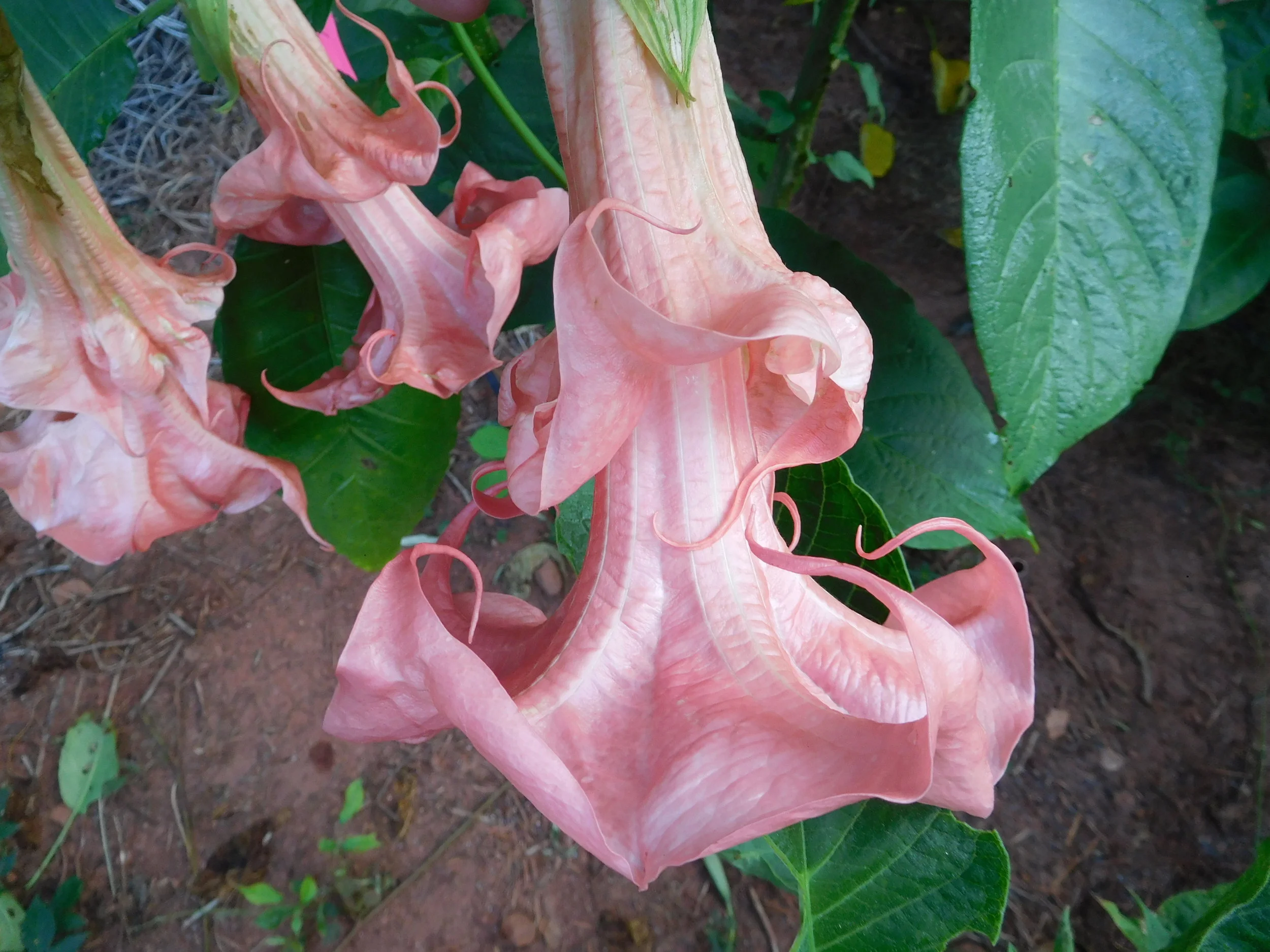 8  2017   brugs 793.JPG