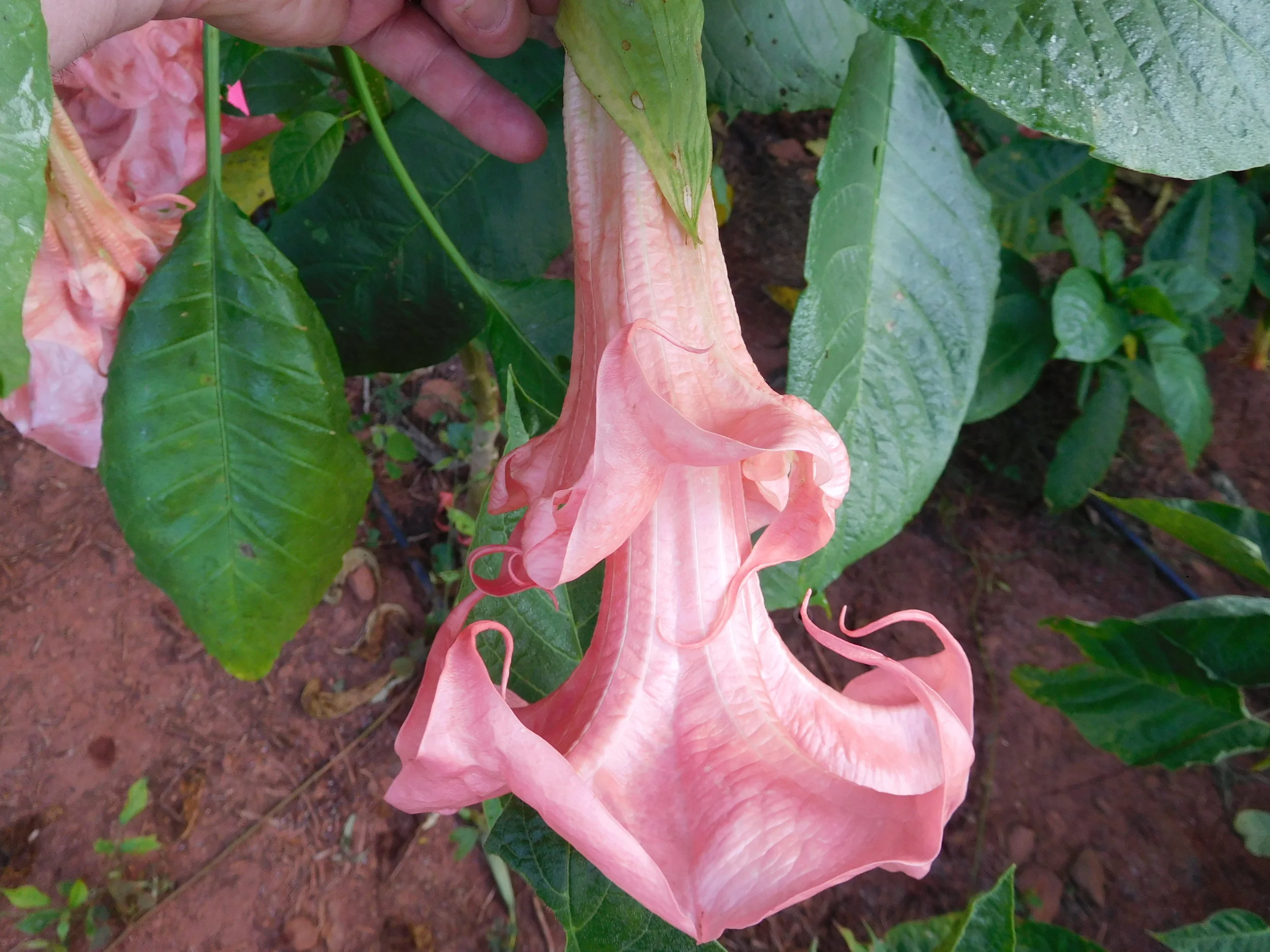 8  2017   brugs 790.JPG