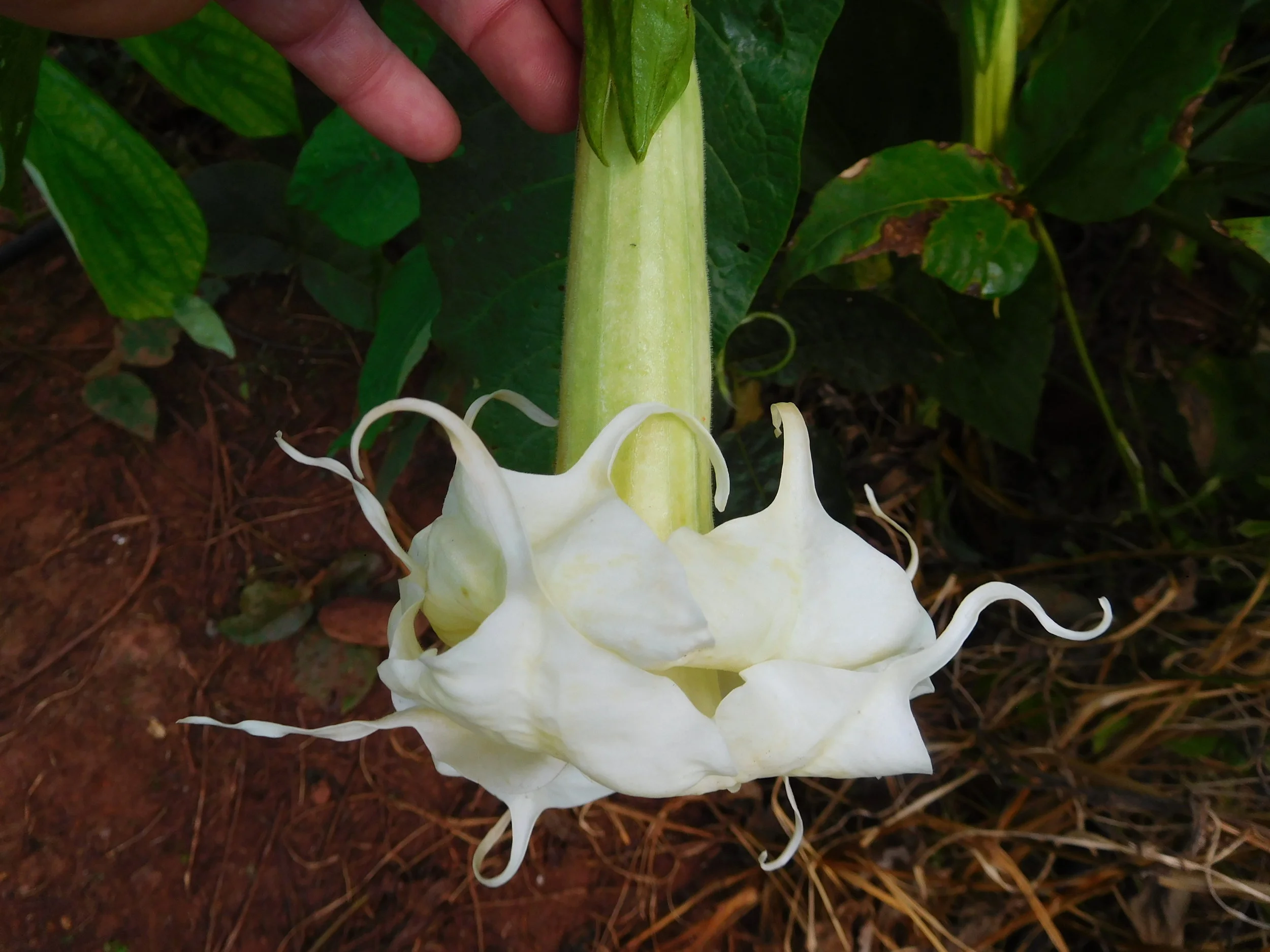 8  2017   brugs 826.JPG