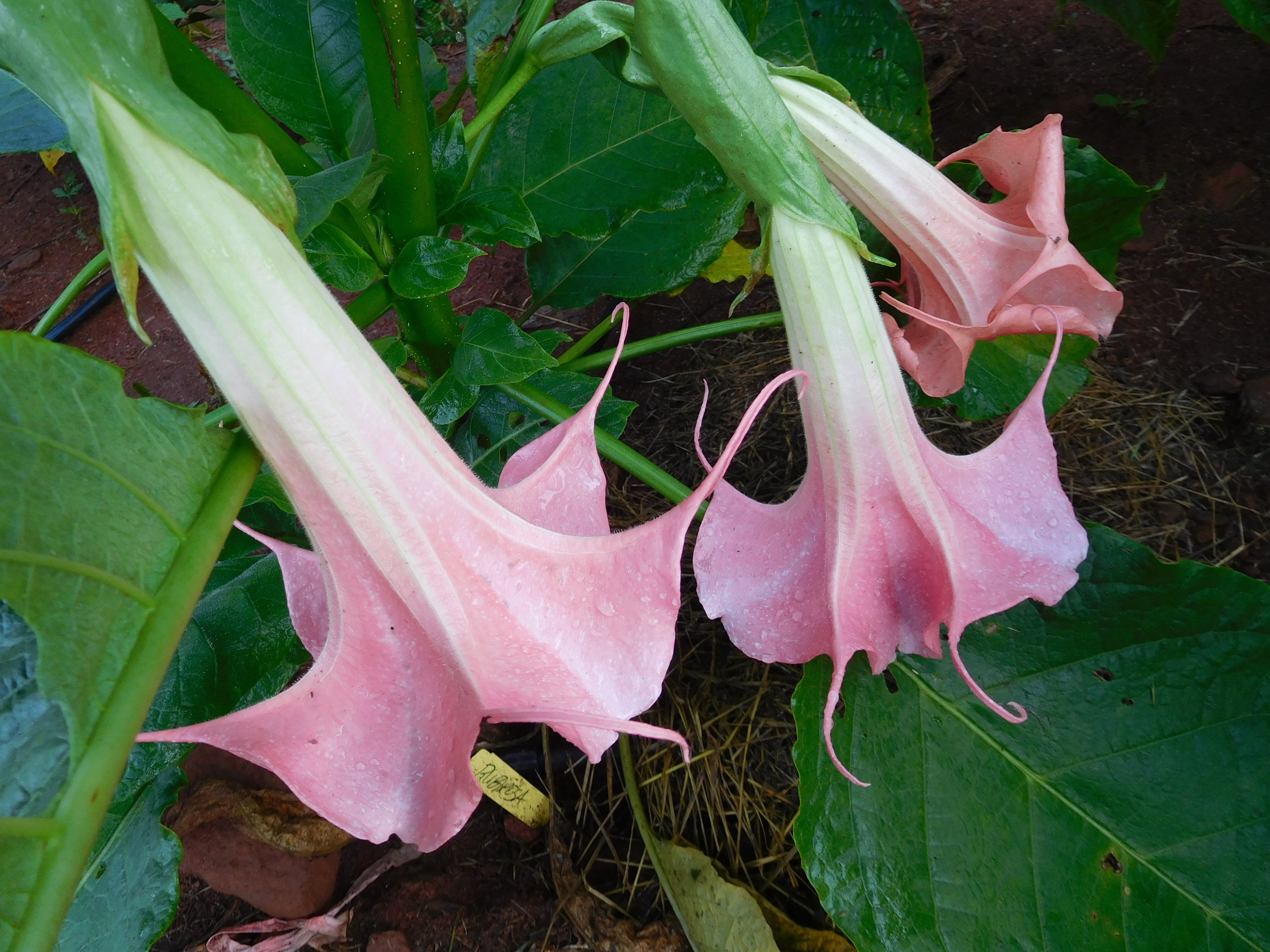 8  2017   brugs 065.JPG