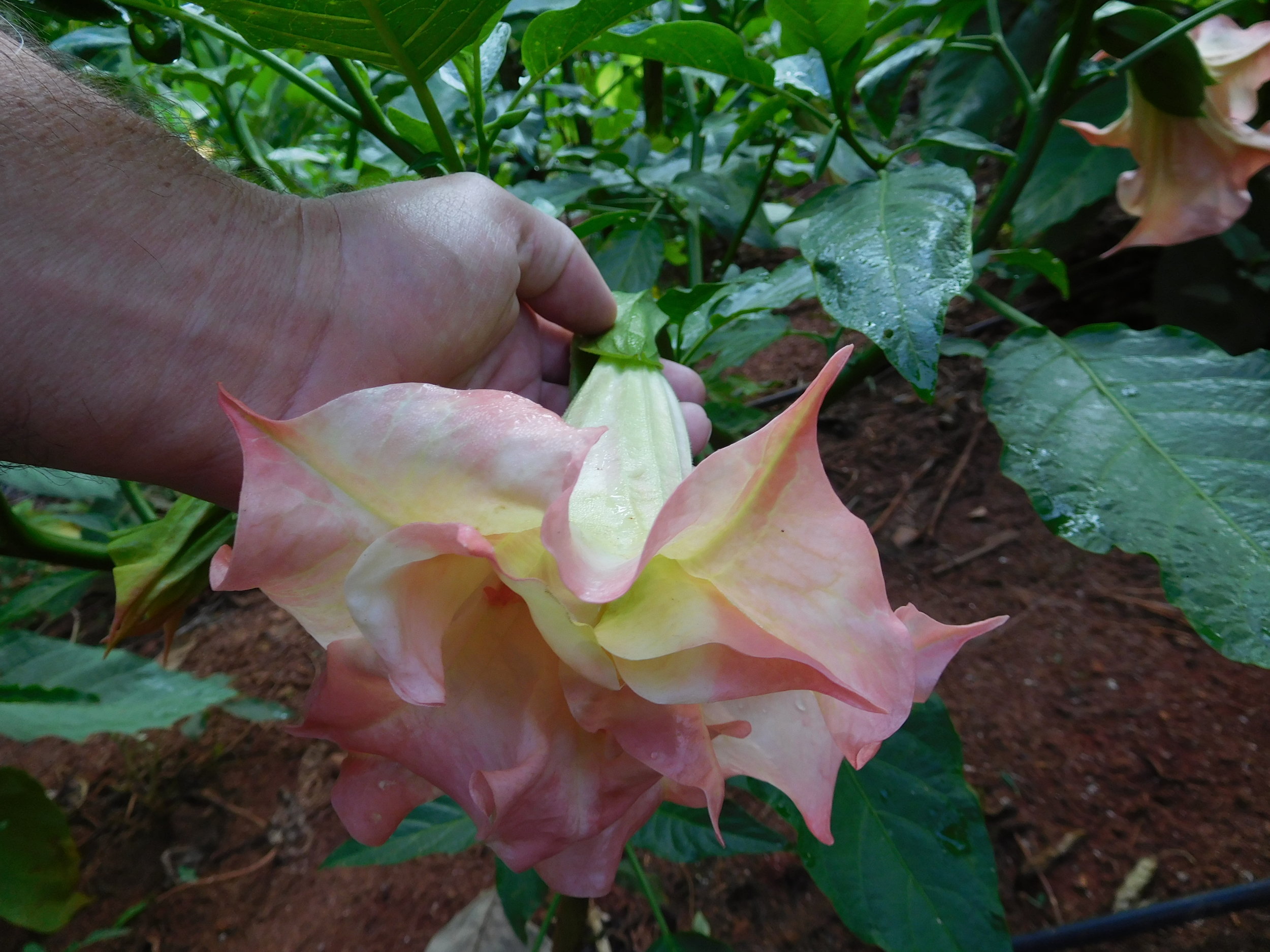 8  2017   brugs 269.JPG