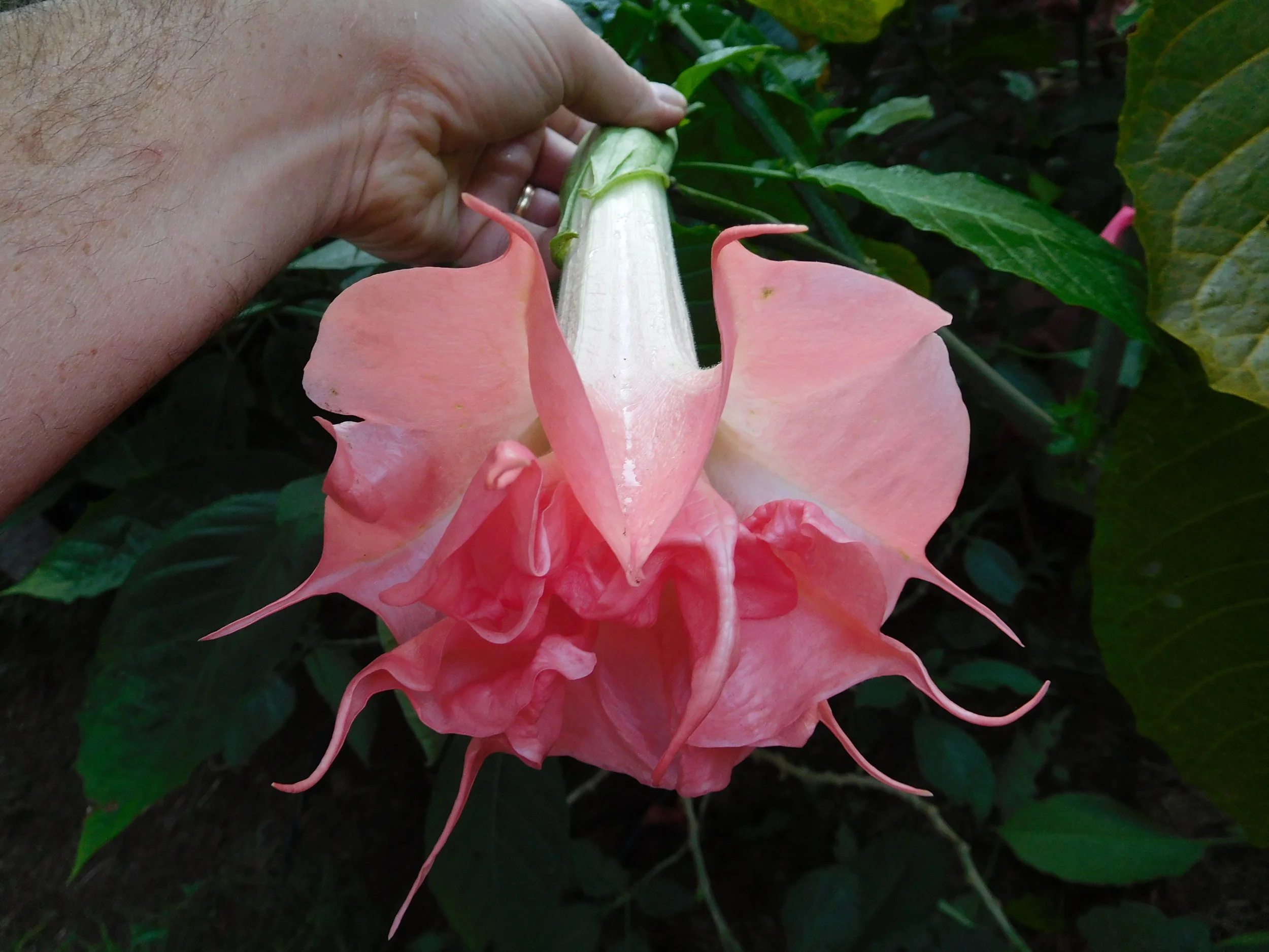 10 23 17 brugs final 012.JPG