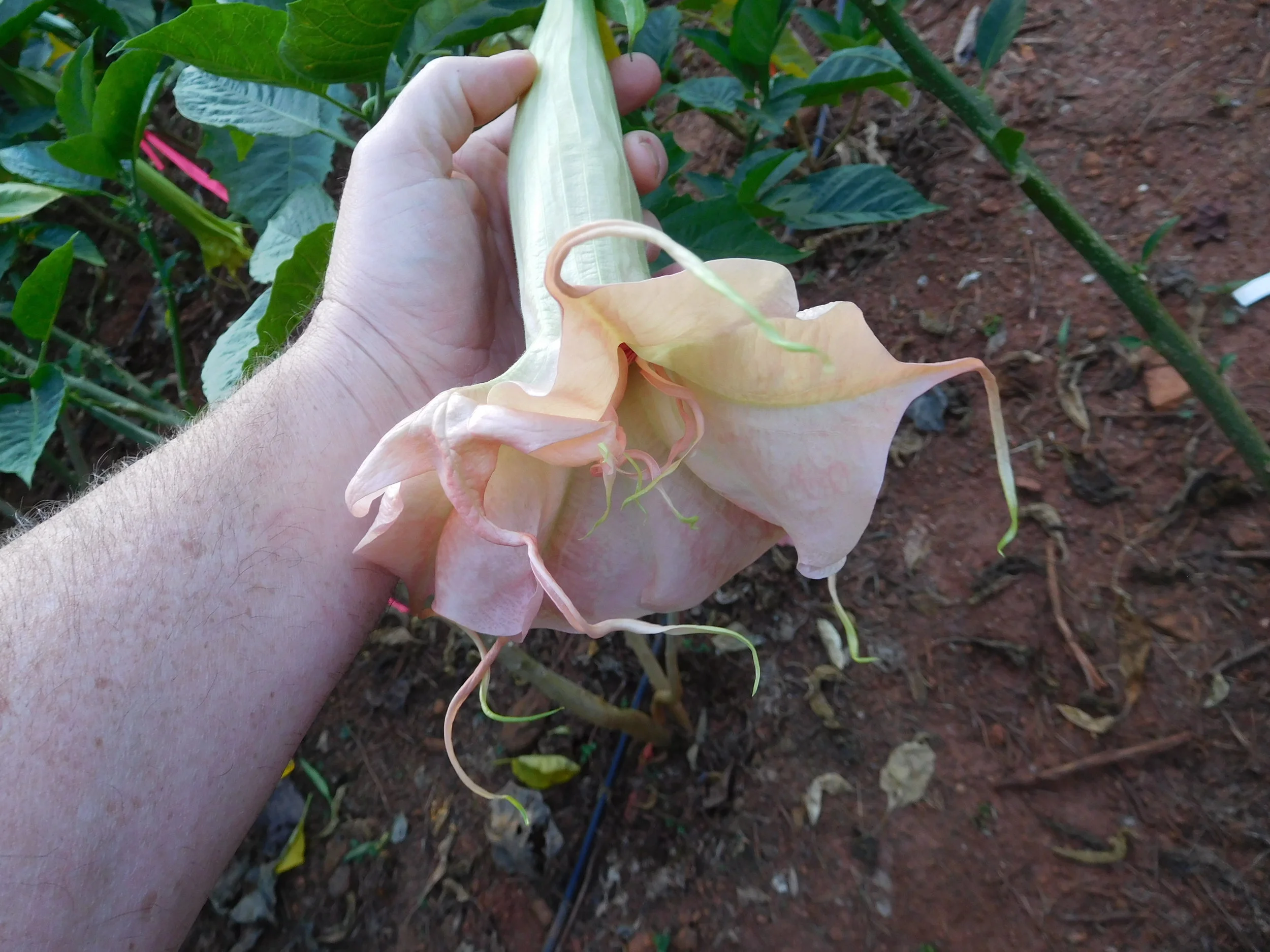 10 23 17 brugs final 097.JPG