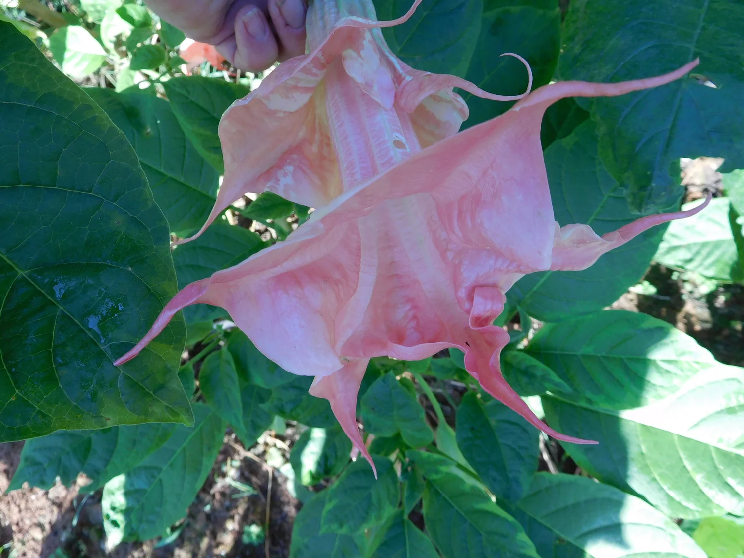 Pink Perfektion Variegated Brugmansia Plant  Angel Trumpet Nursery LLC