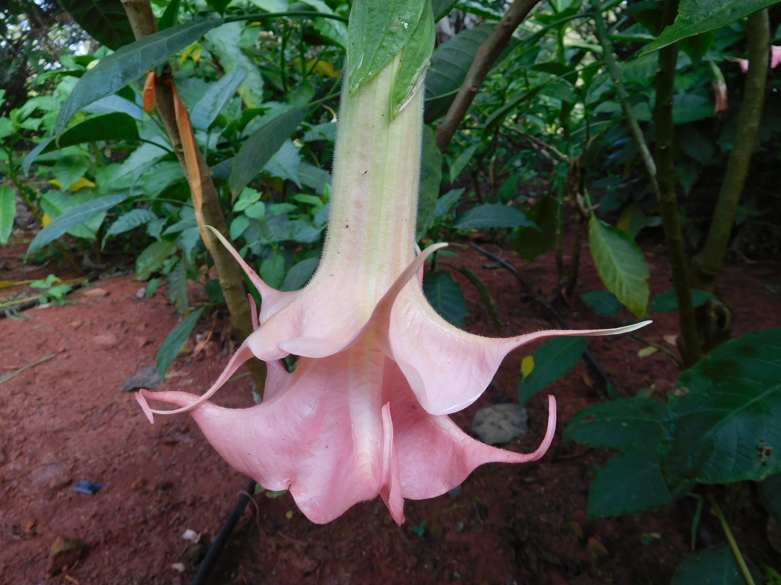 10 04 18 brugs 153.JPG
