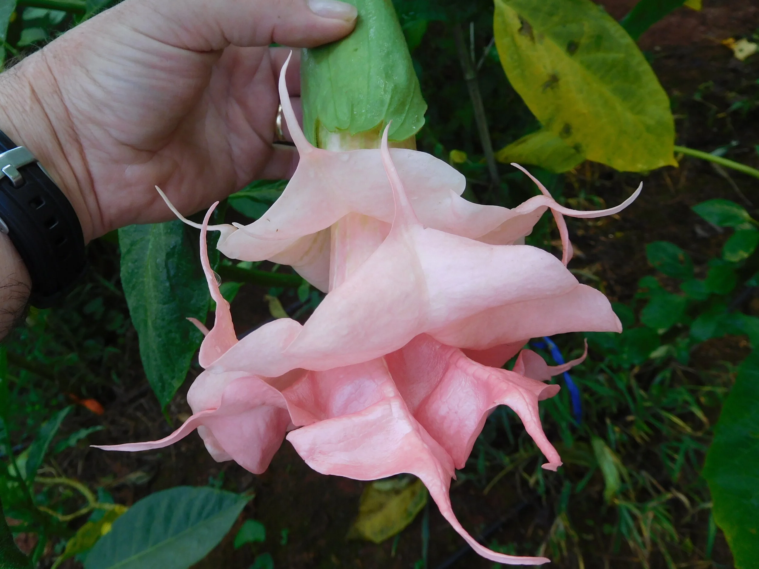 DSCN6351.JPG
